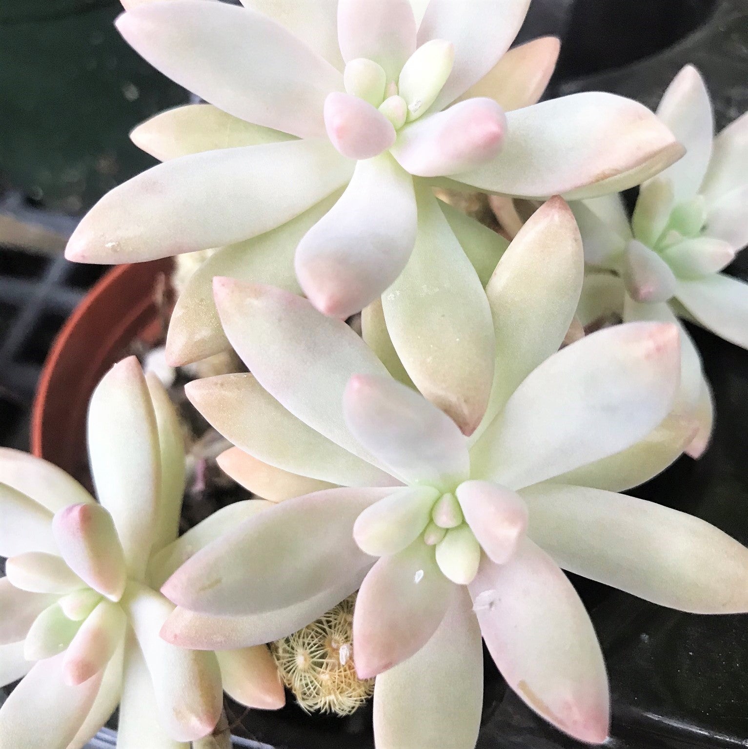 Graptosedum 'Darley Sunshine'