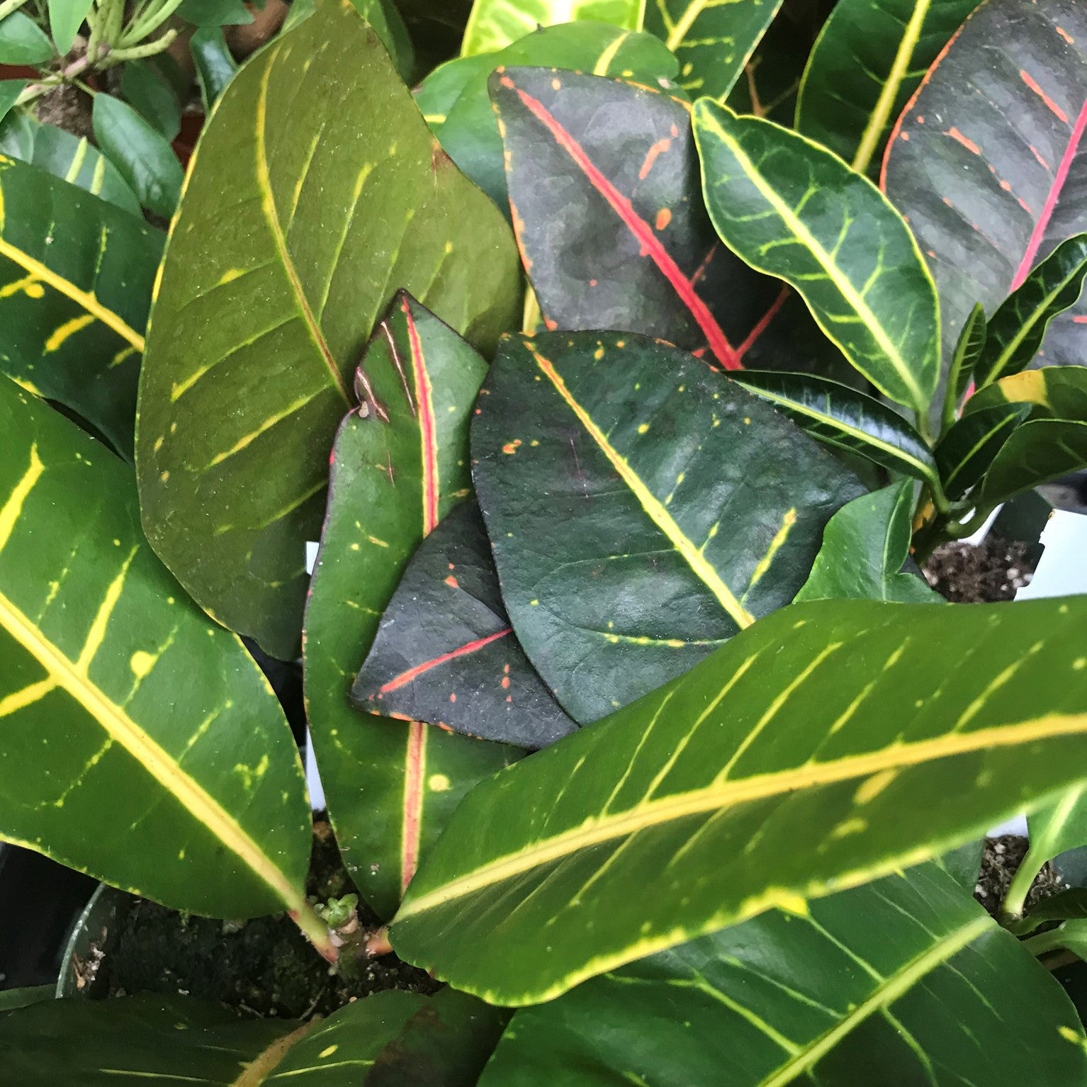 Codiaeum variegatum 'Petra' - Croton