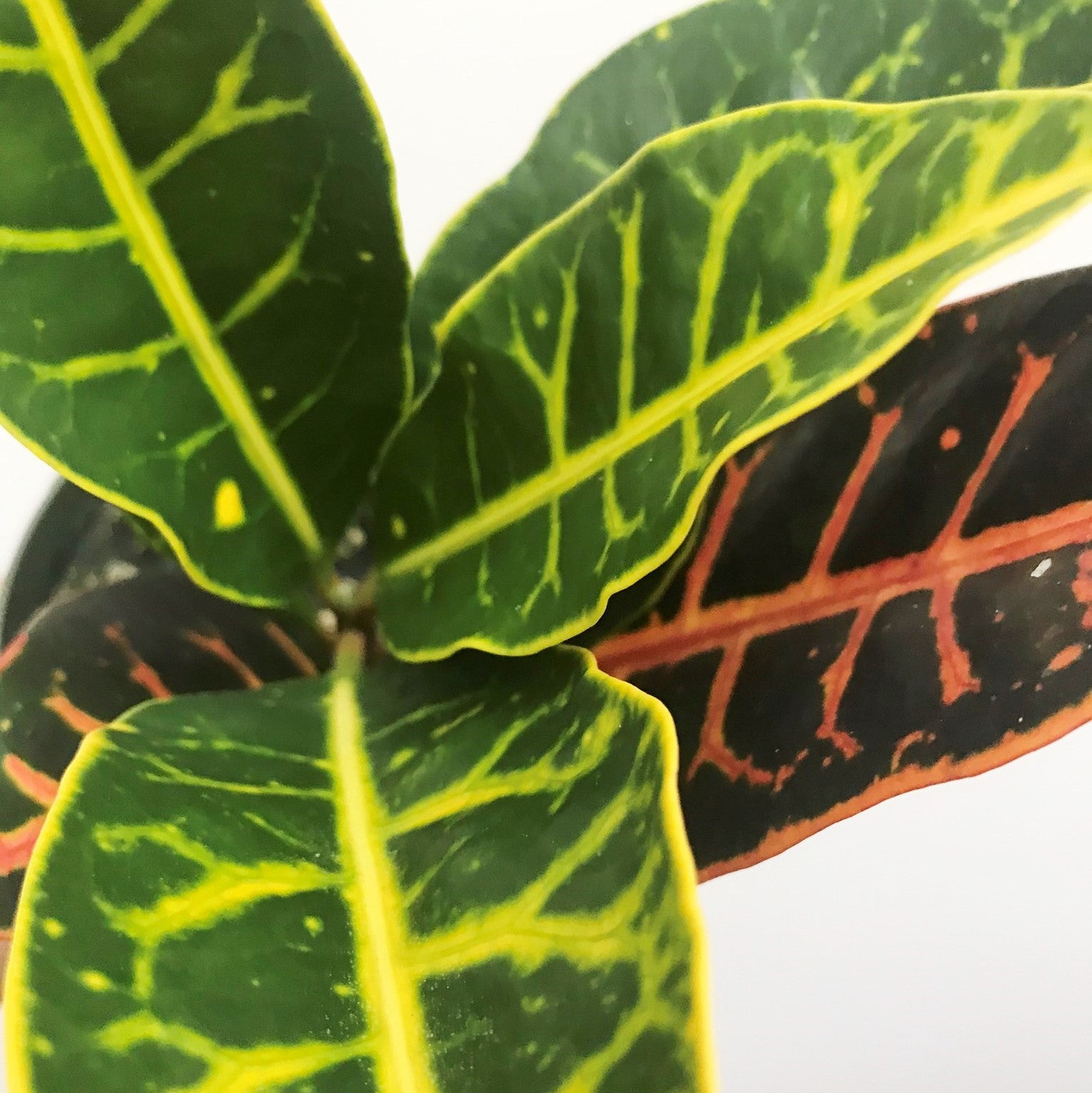 Codiaeum variegatum 'Petra' - Croton