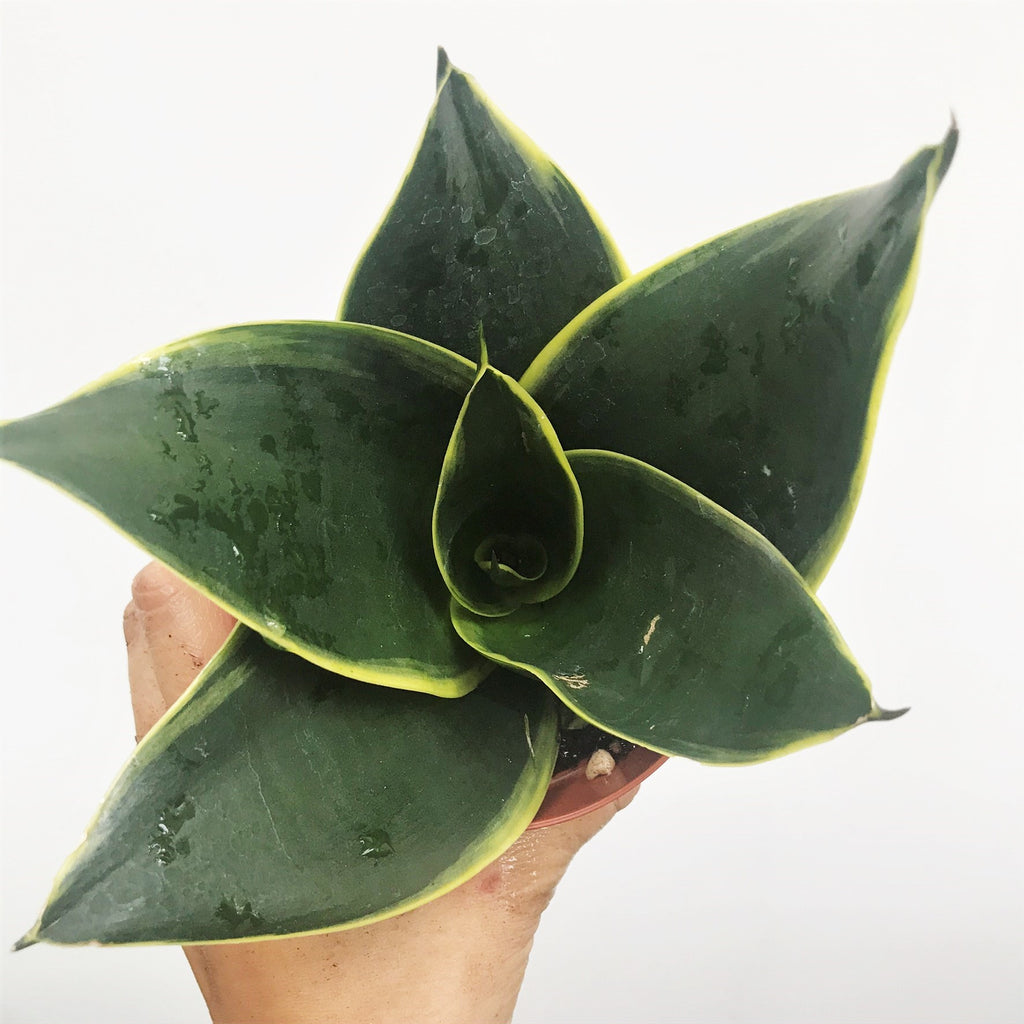 hahnii grande snake plant Sansevieria trifasciata hahnii cultivar - Jade Pagoda Houseplant