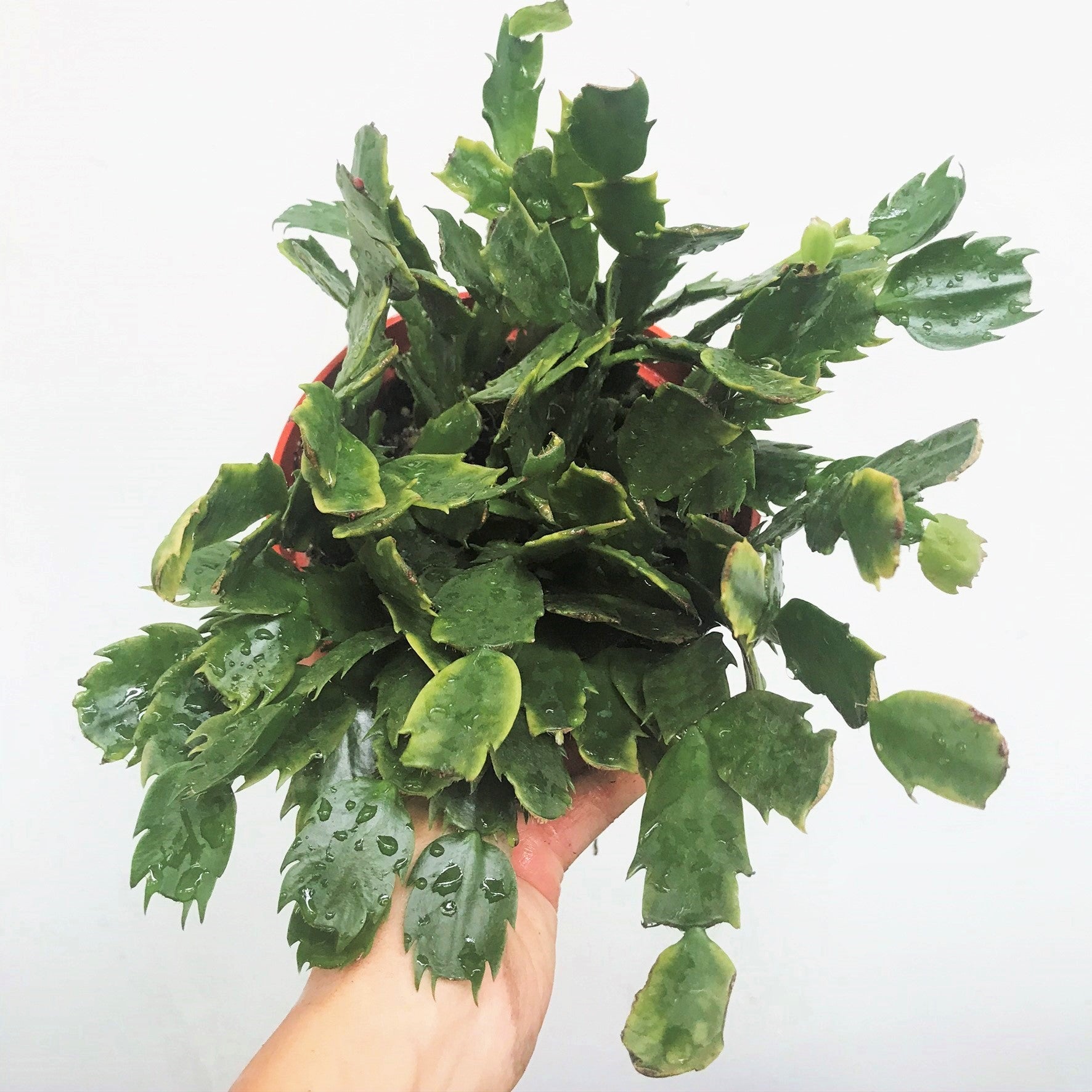 Schlumbergera bridgesii - Christmas Cactus