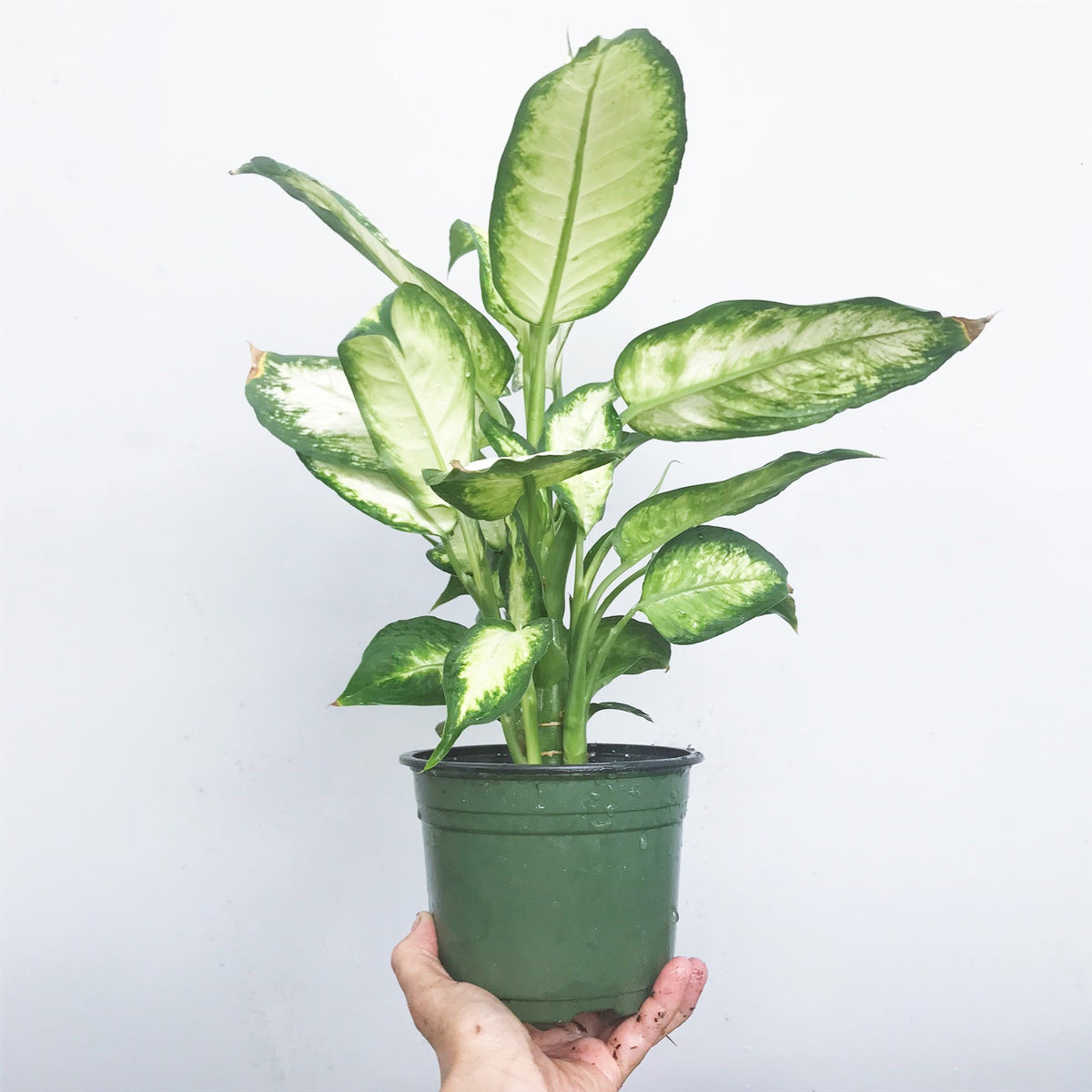 dieffenbachia jimena Dieffenbachia amoena tropic snow houseplant