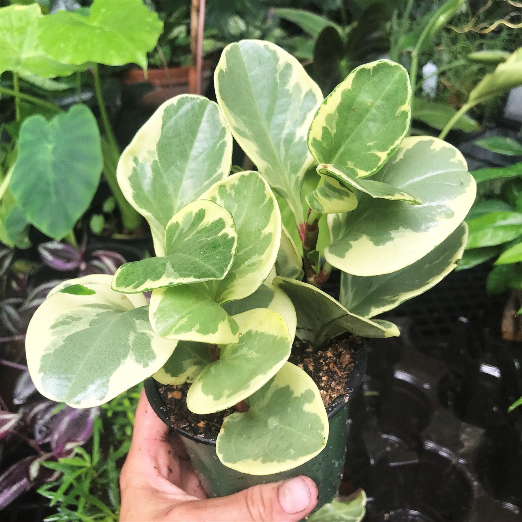 Peperomia obtusfolia variegata - Variegated Baby Rubber Plant