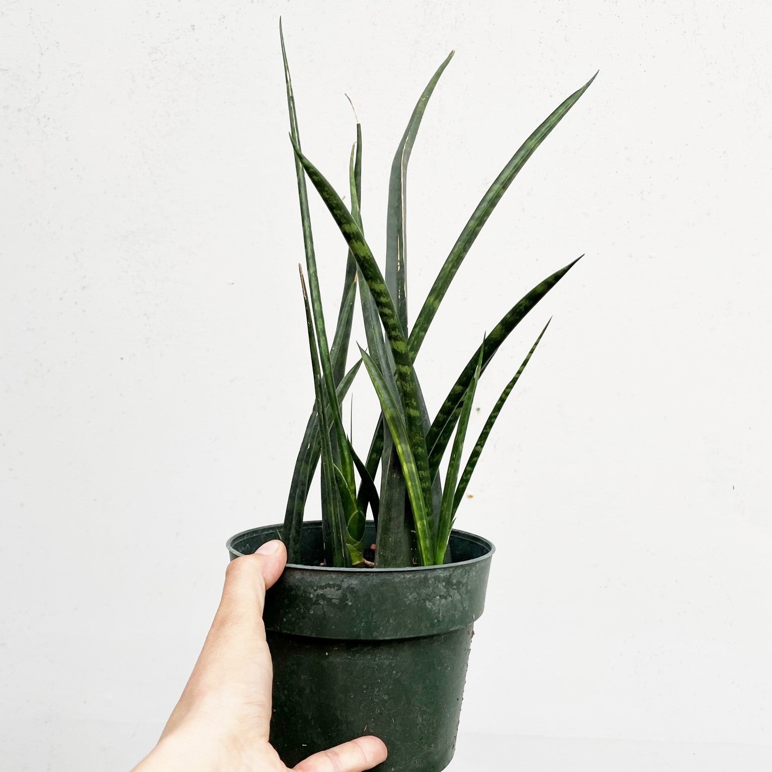 Sansevieria 'Fernwood Mikado'