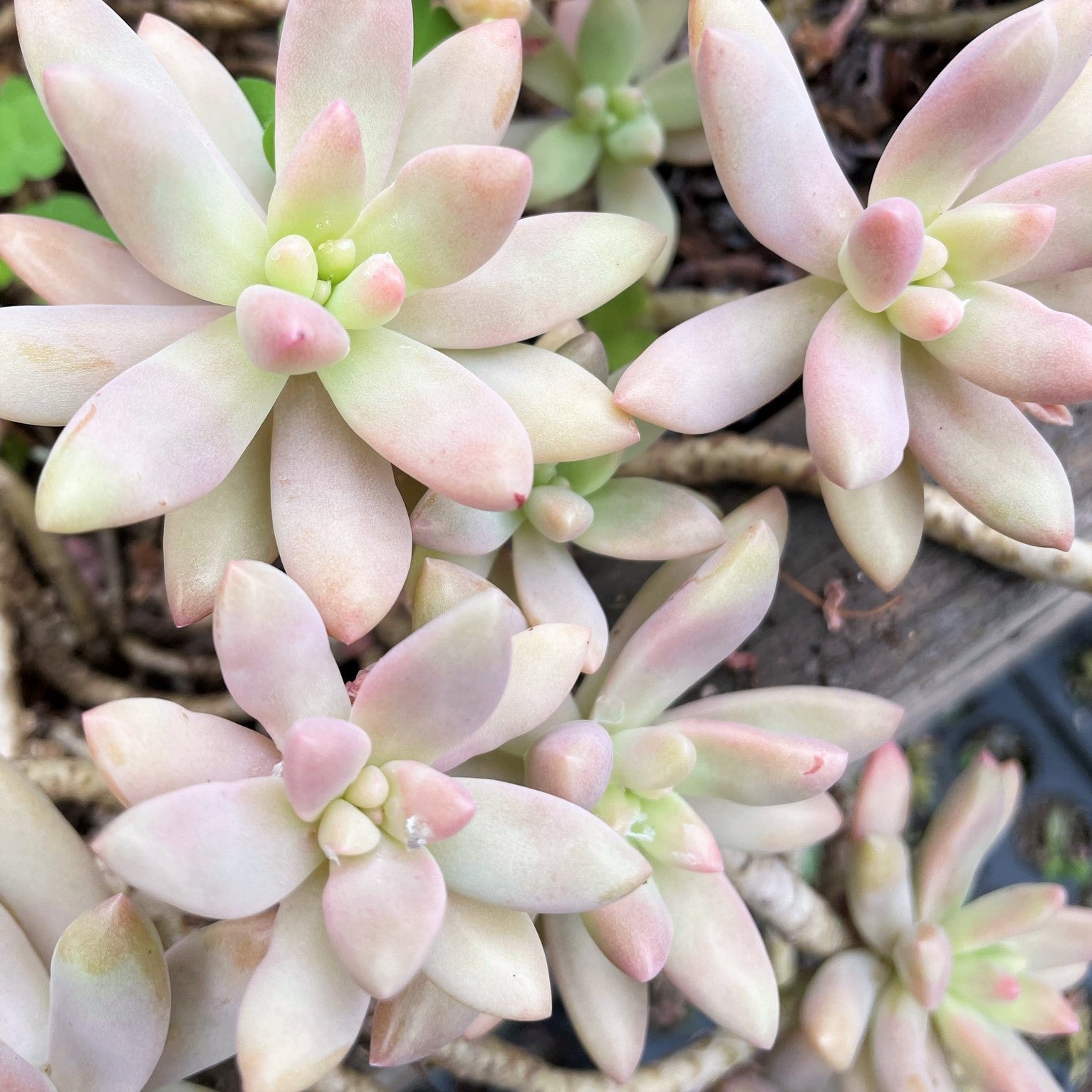 Graptosedum 'Darley Sunshine'