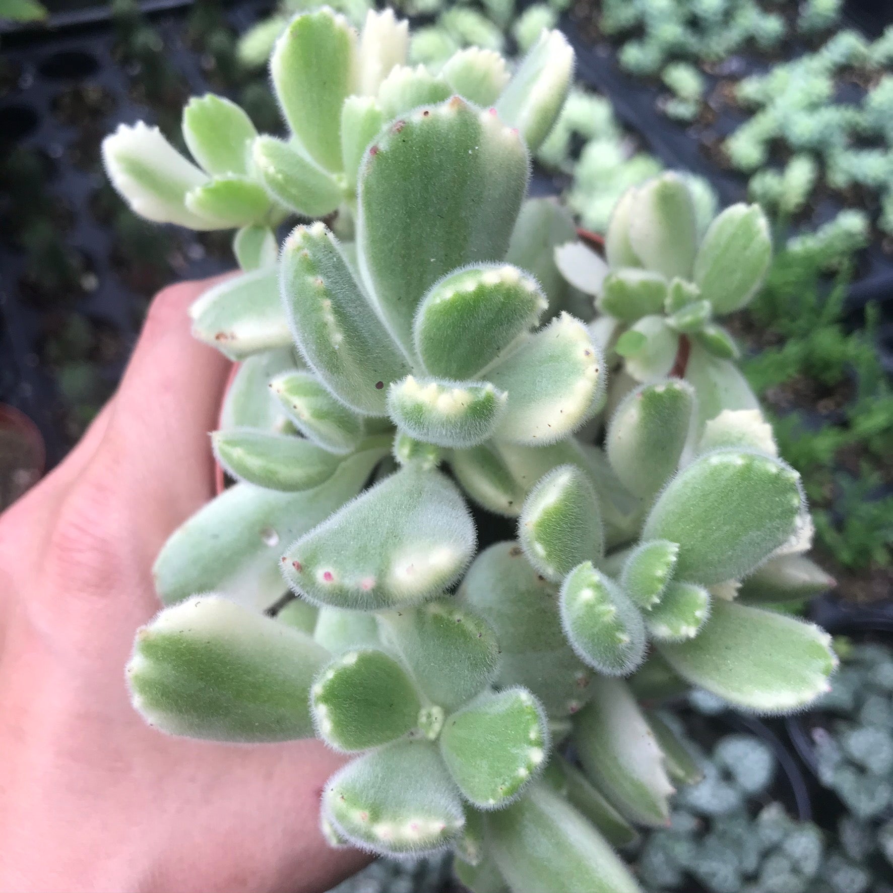 Cotyledon tomentosa - Bear's Paw