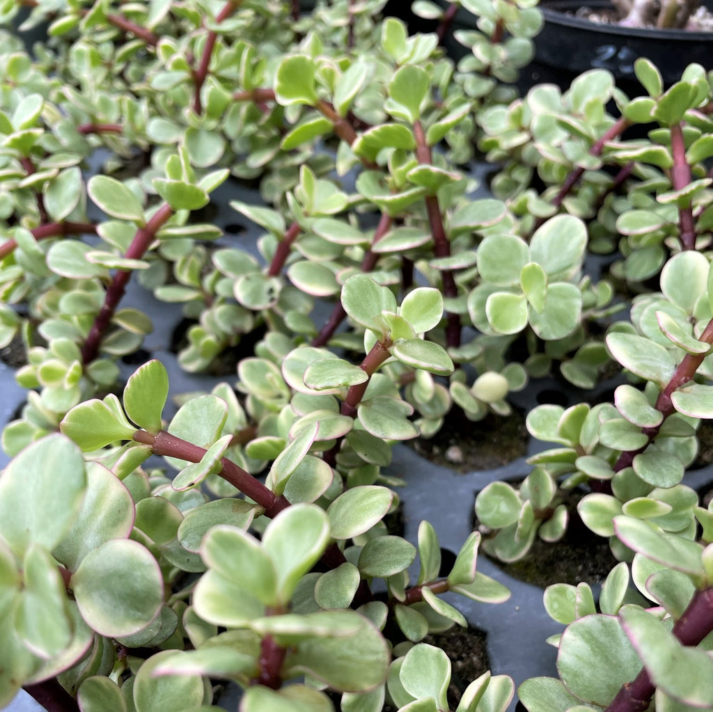 portulacaria mammoth succulent portulacaria afra variegata variegated elephant bush succulent