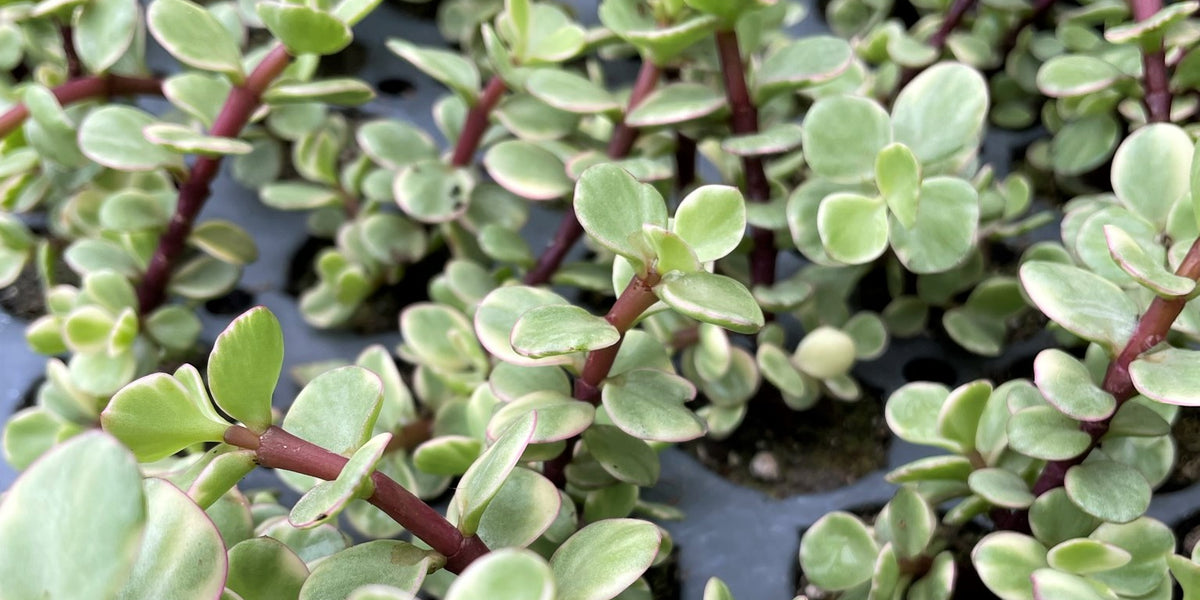 portulacaria afra variegata variegated elephant bush succulent