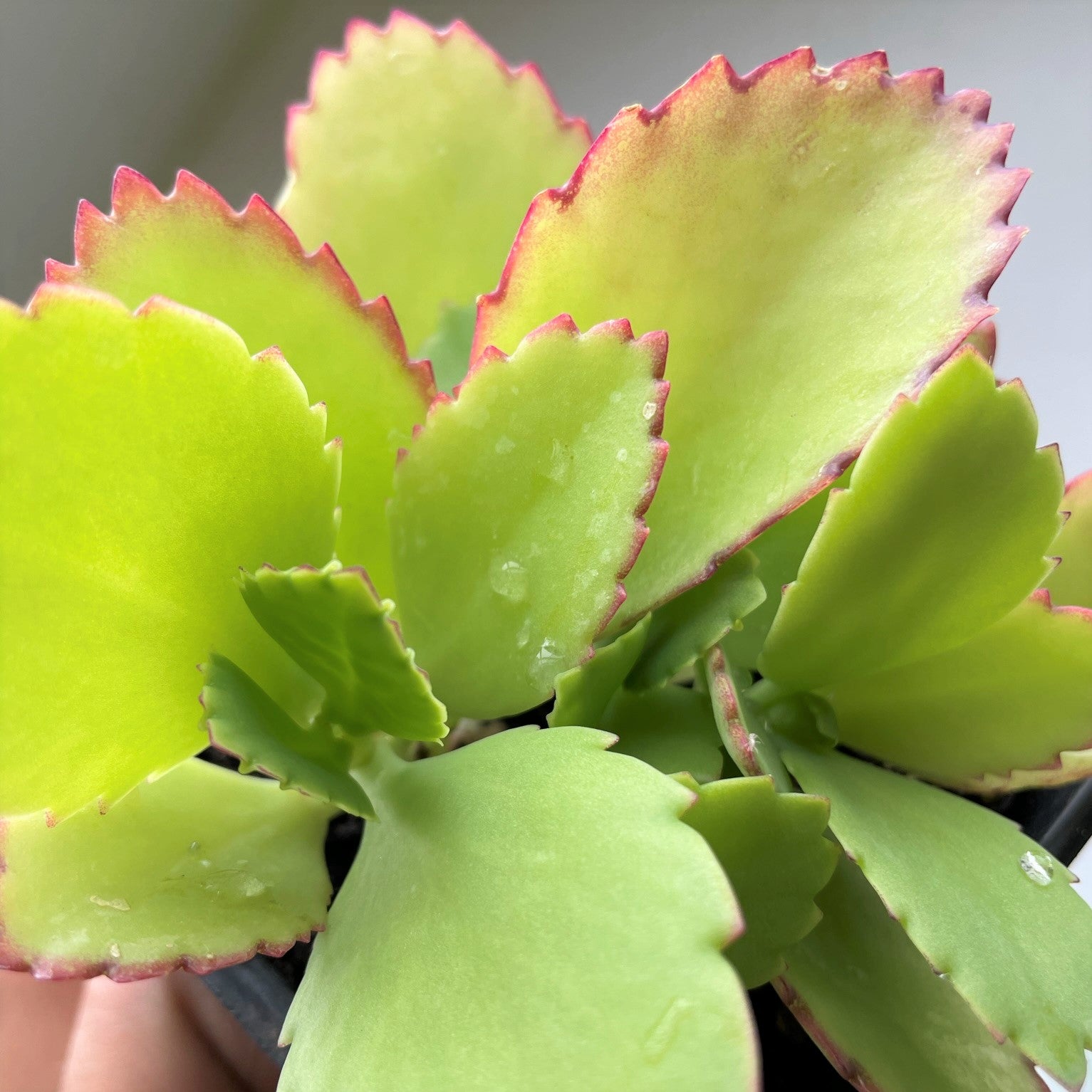 Kalanchoe daigremontiana - Mexican Hat Plant, Mother of Thousands