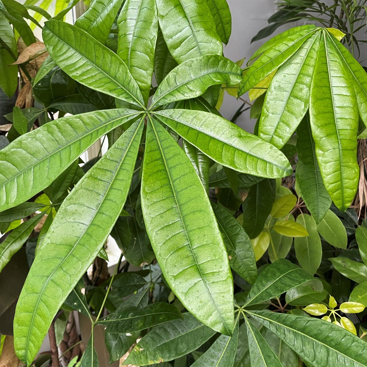 Pachira aquatica - Money Tree