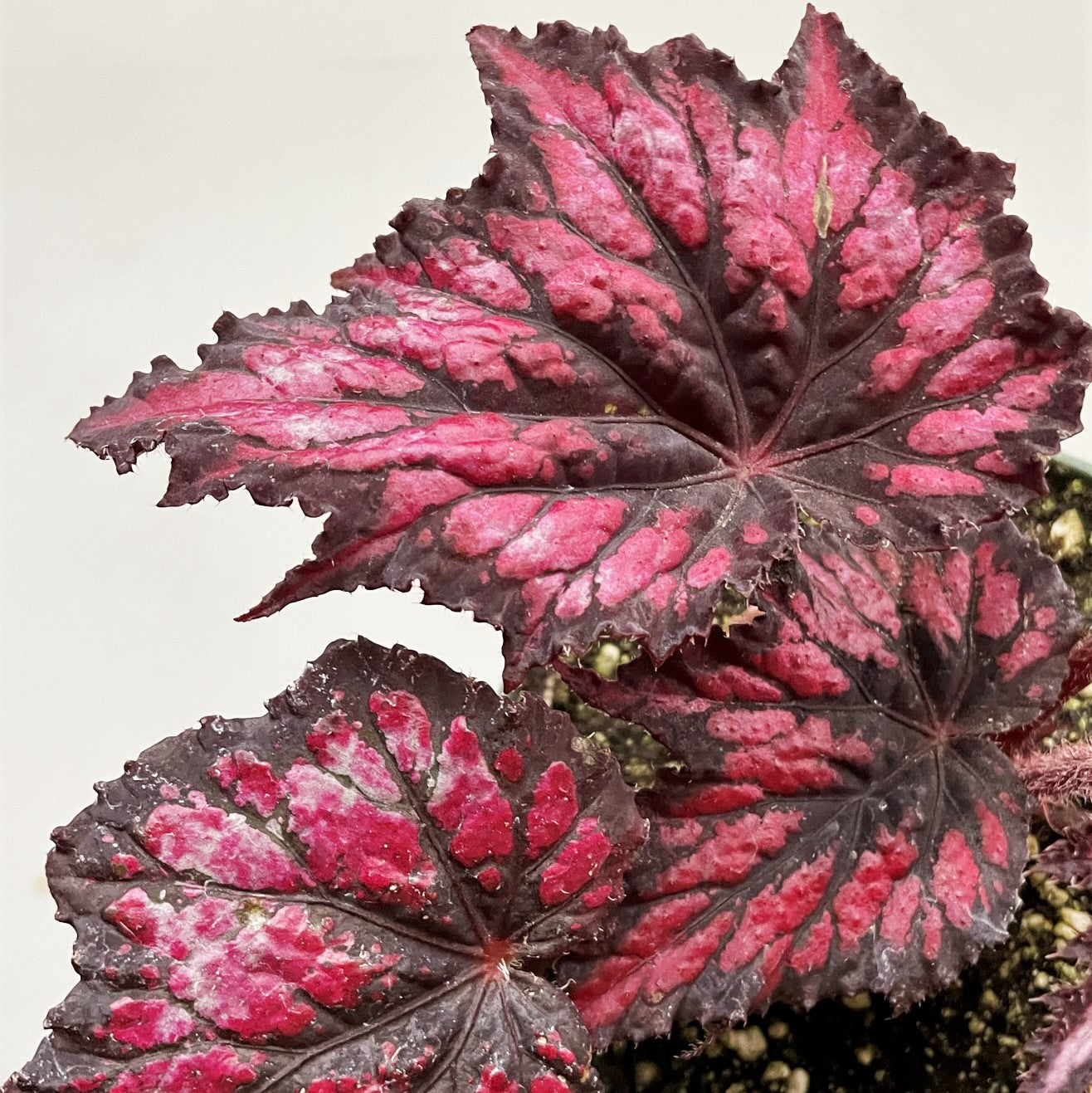 Rex Begonia Jurassic 'Cherry Spike'