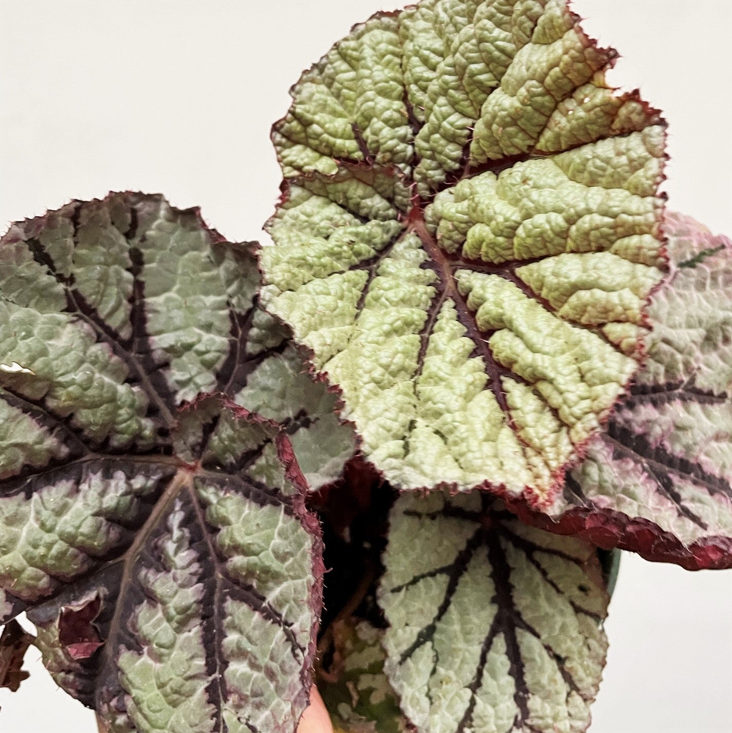 Rex Hybrid Begonia 'Fedor'