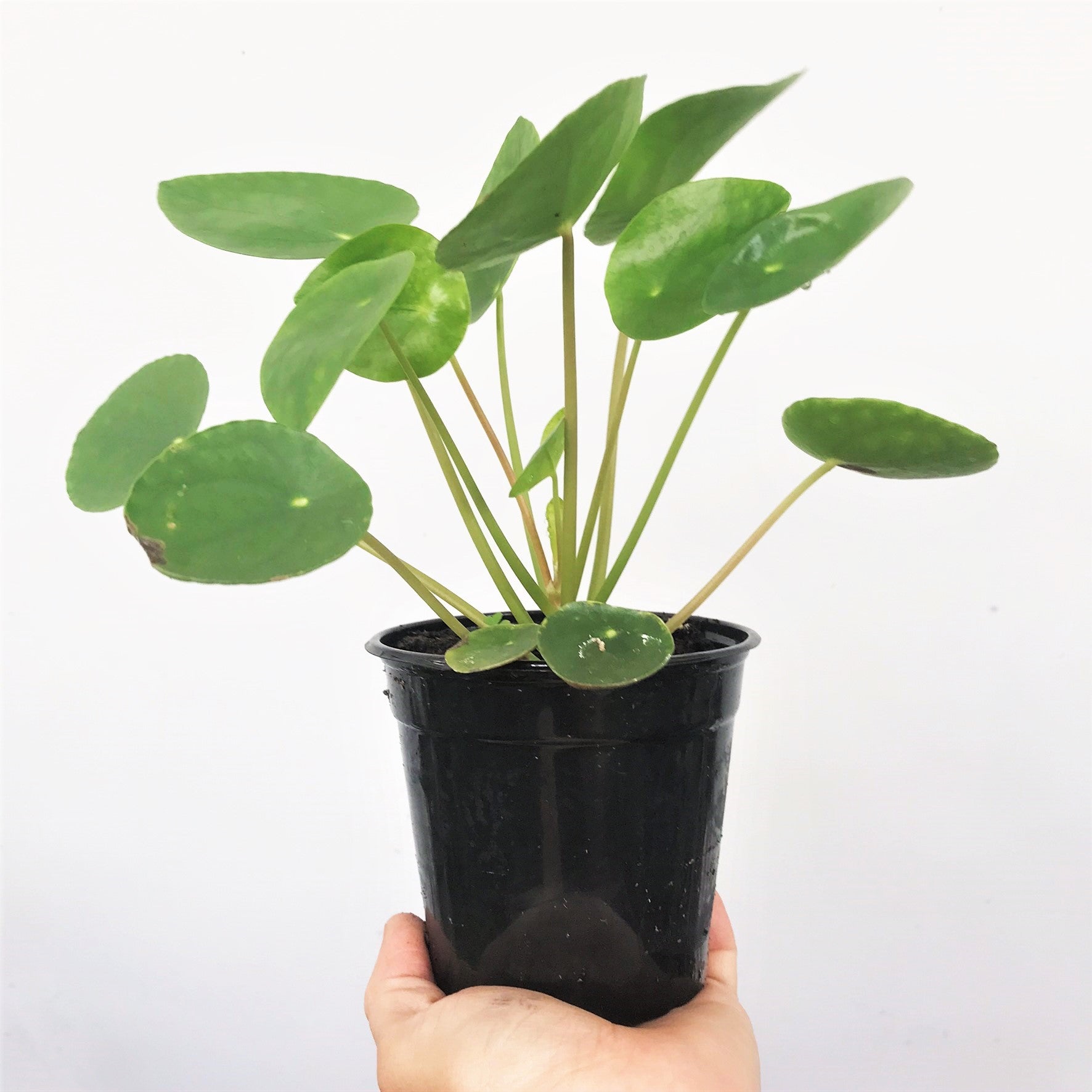 Pilea peperomioides - Friendship Plant