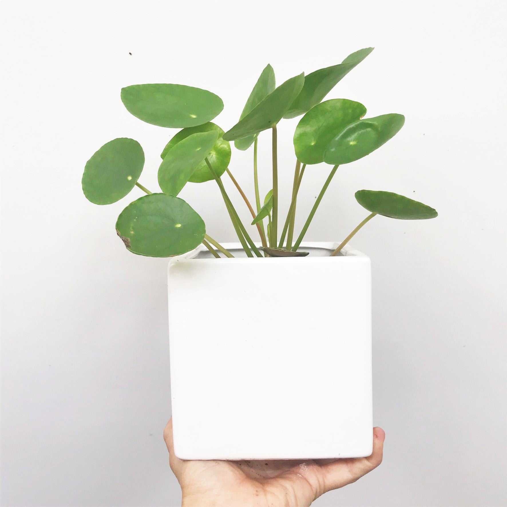 Pilea peperomioides - Friendship Plant