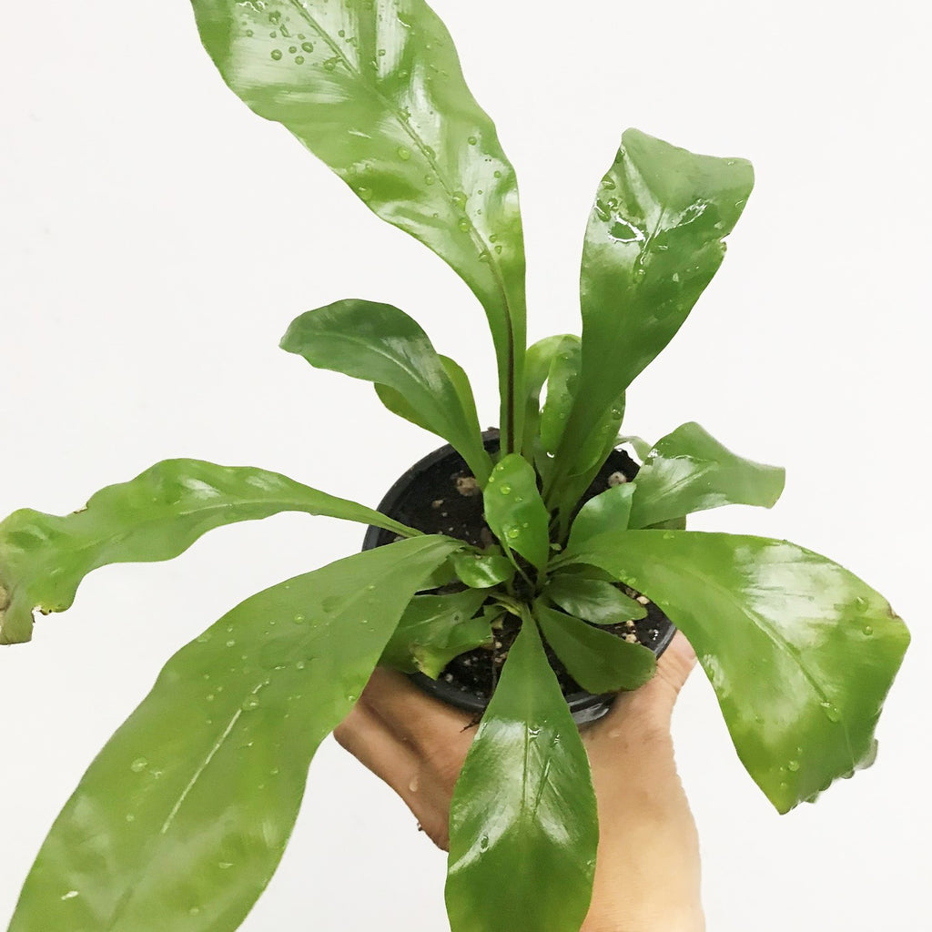 bird's nest fern has brown spots Asplenium Nidus Houseplant Bird's Nest Fern