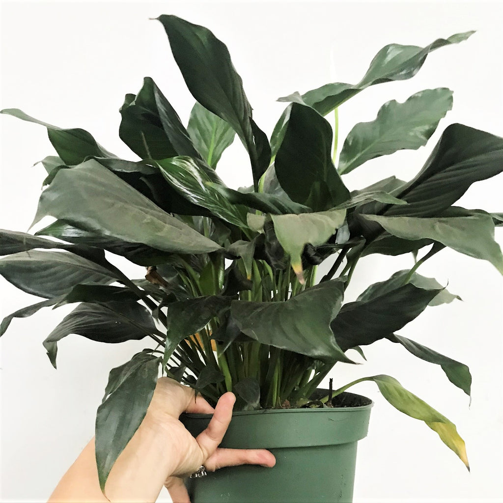 spathiphyllum wallisii peace lily houseplant