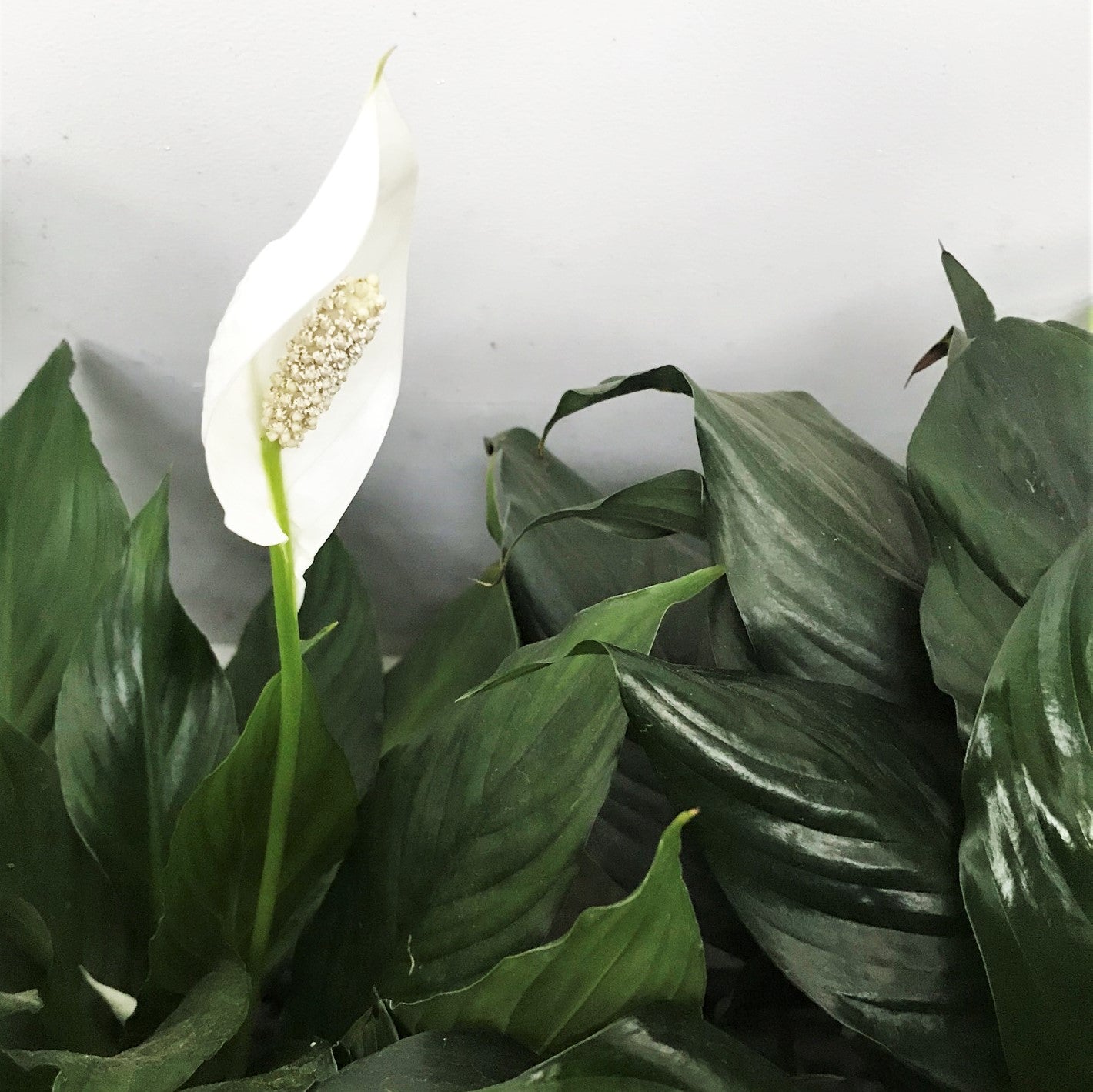 Spathiphyllum wallisii - Peace Lily