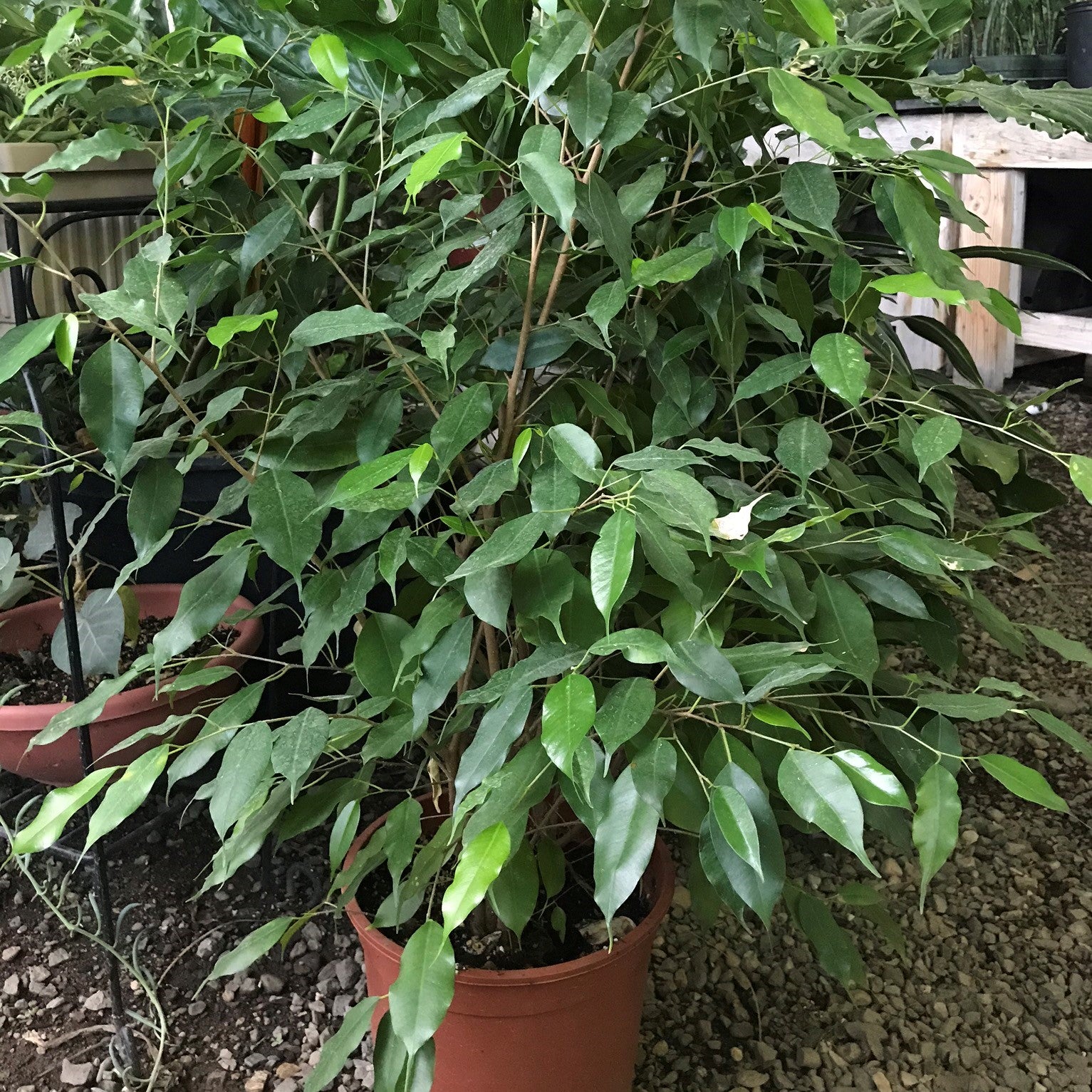 Ficus benjamina - Weeping Fig, Ficus Tree, Benjamin Fig