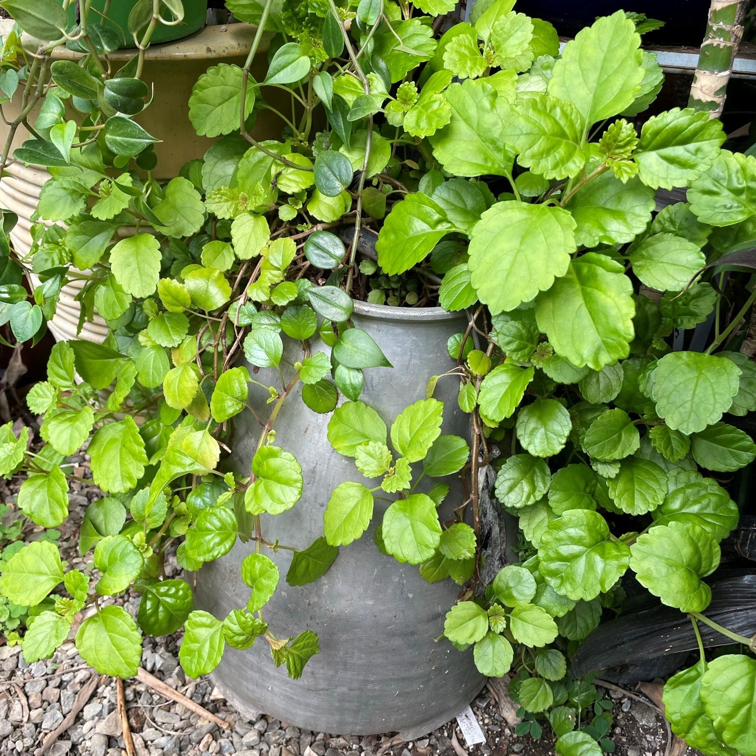 Plectranthus verticillatus - Swedish Ivy