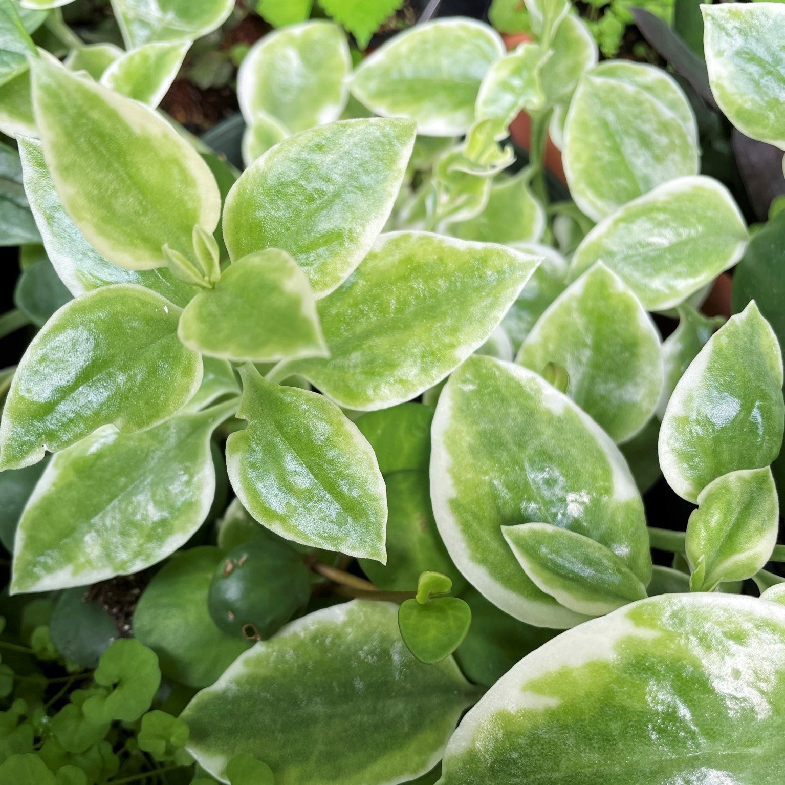 Aptenia cordifolia variegata - Baby Sun Rose, Livingston's Daisy