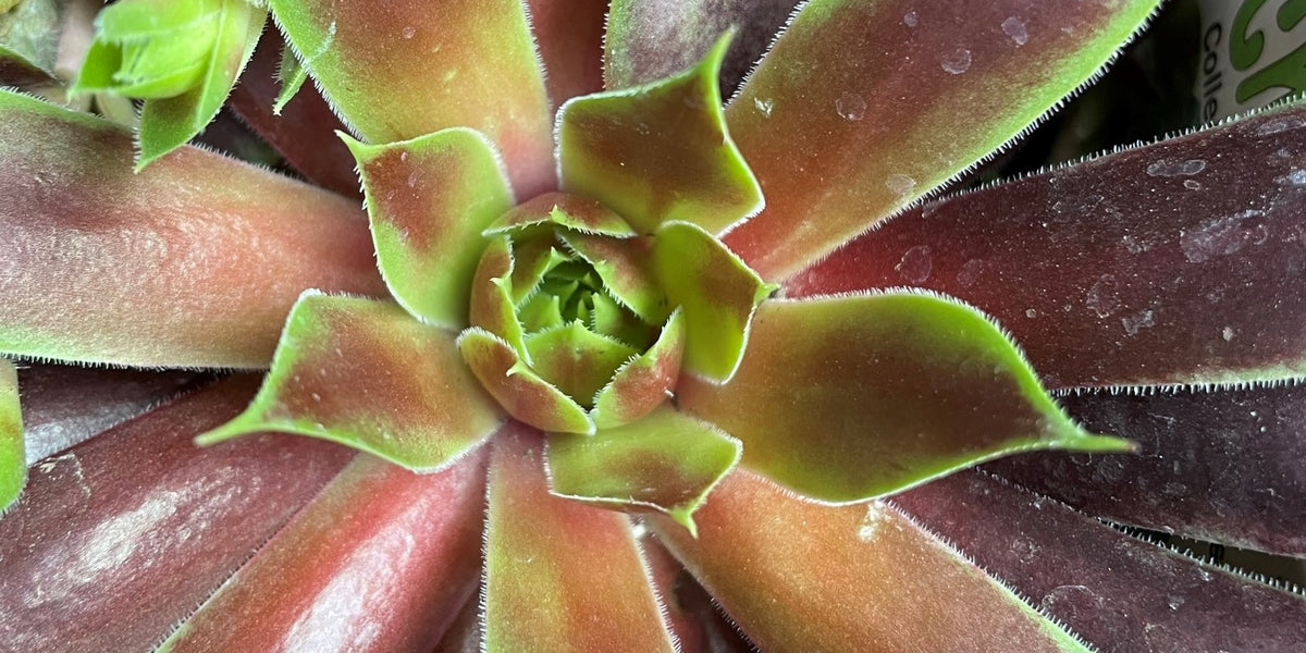 cranberry cocktail succulent Sempervivum 'Cranberry Cocktail' Outdoor Succulent