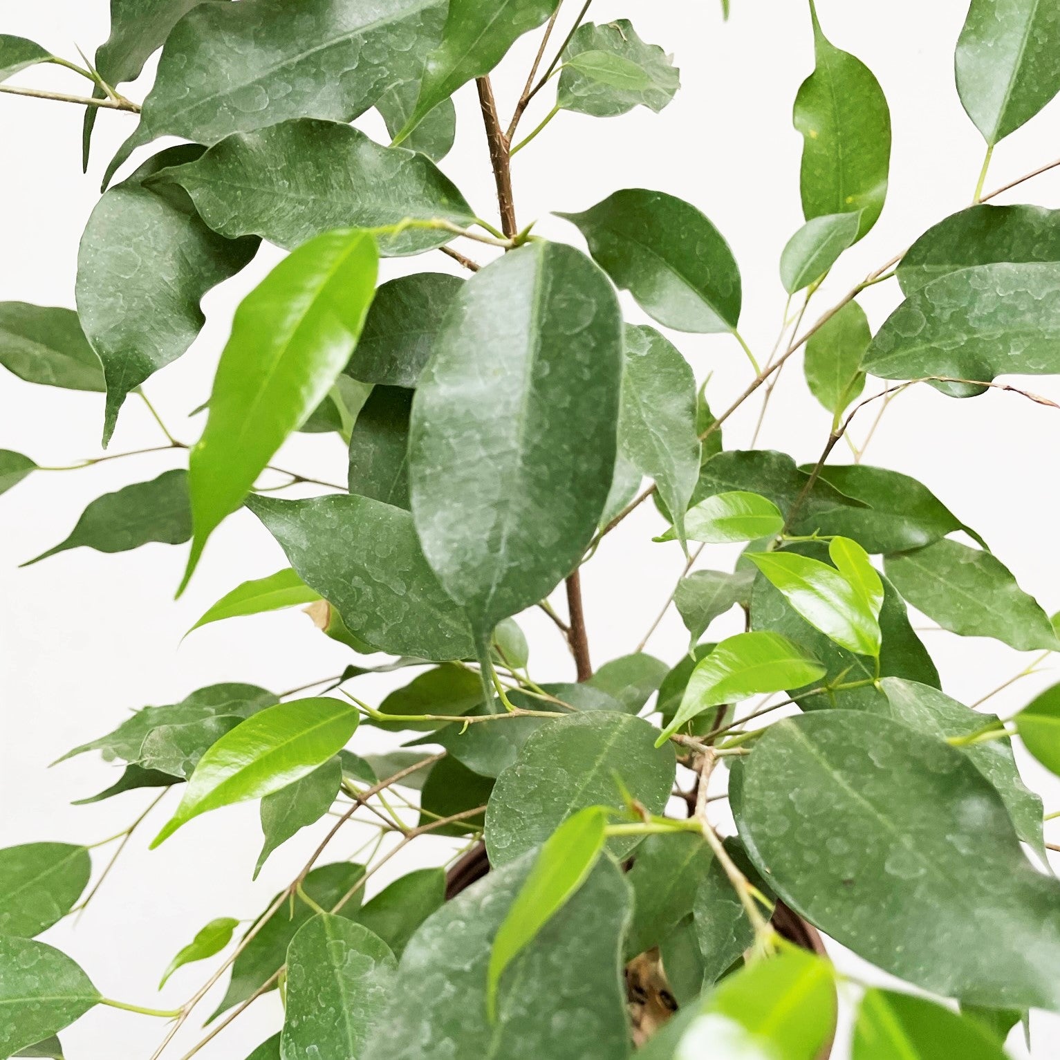 Ficus benjamina - Weeping Fig, Ficus Tree, Benjamin Fig