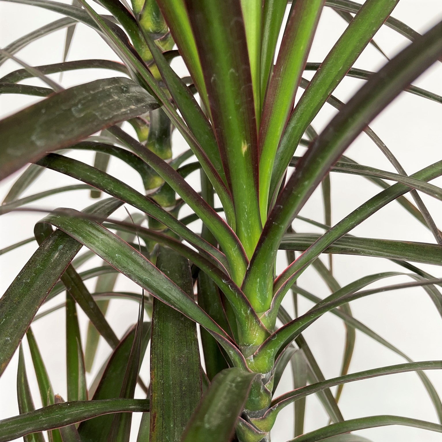 Dracaena marginata 'Magenta' - Dragon Tree