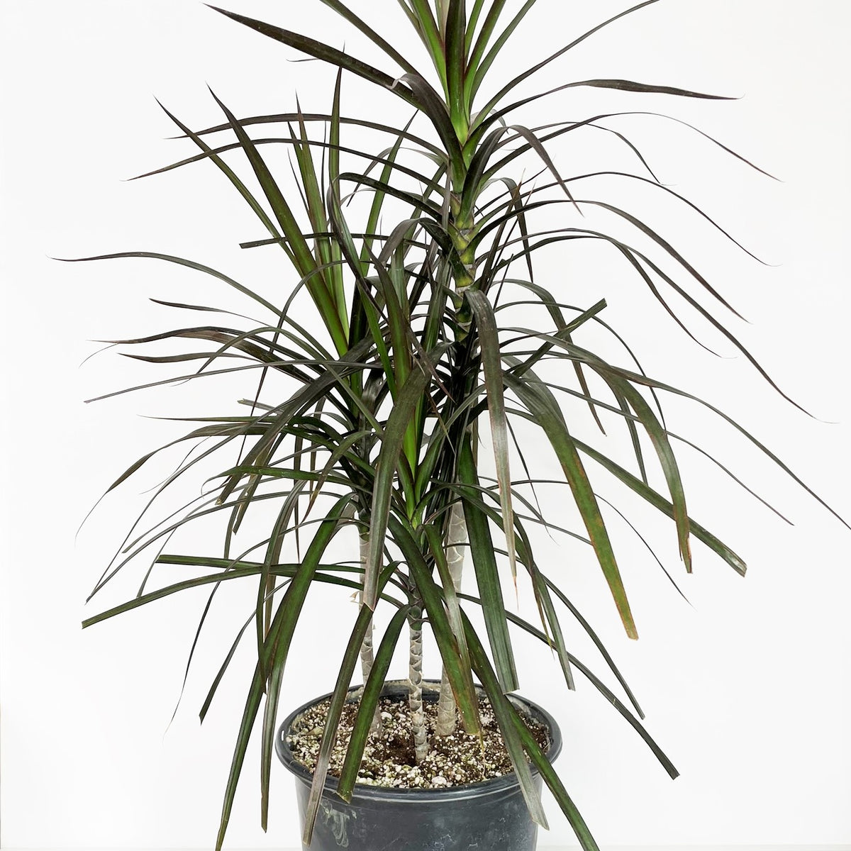 dracaena marginata toxic to humans Dracaena marginata 'Magenta'
