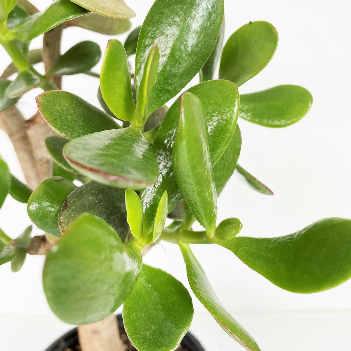 money tree crassula Crassula ovata Jade Money Plant Lucky Plant Succulent