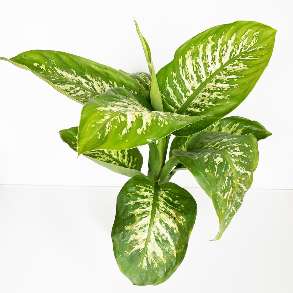 dieffenbachia dumbane plant Dieffenbachia amoena camille houseplant