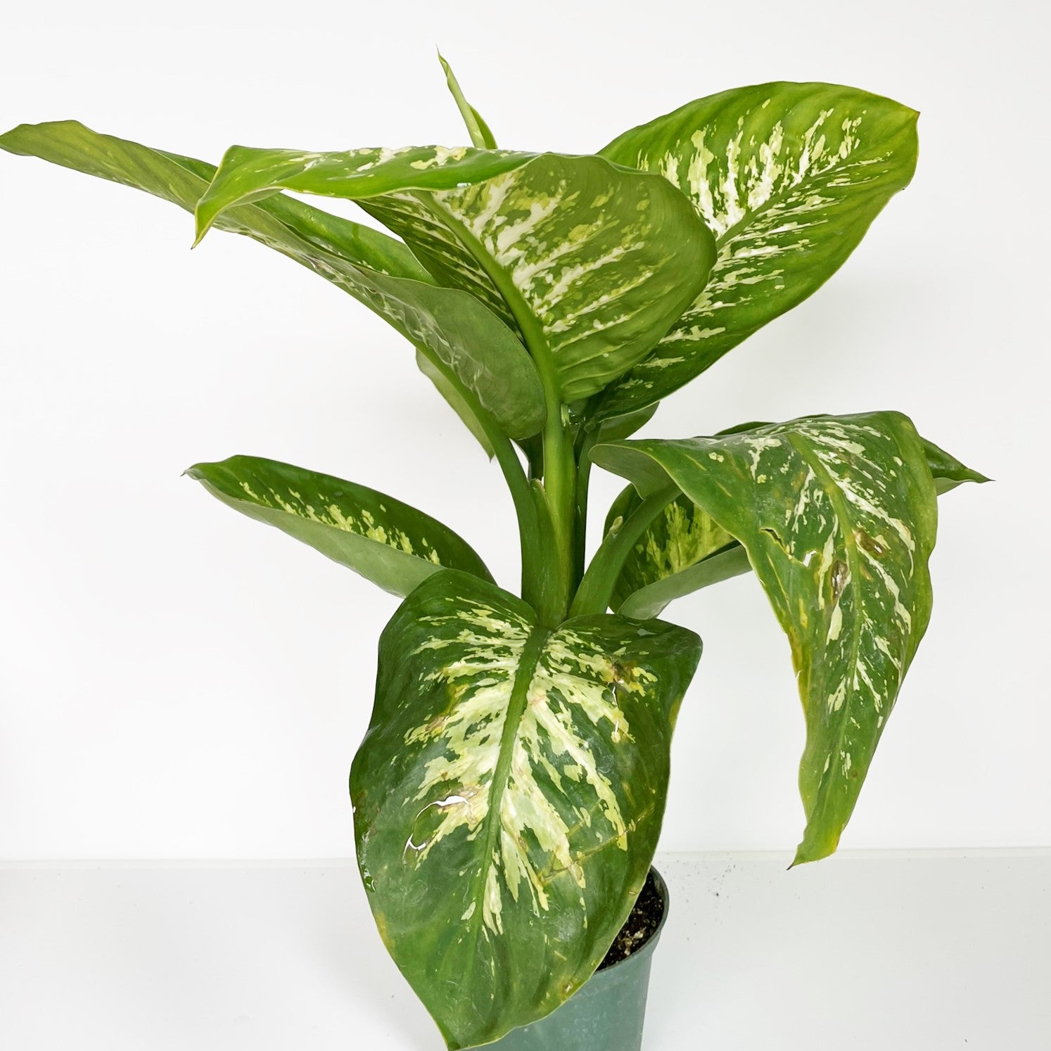 Dieffenbachia amoena 'Camile" - Dumb Cane