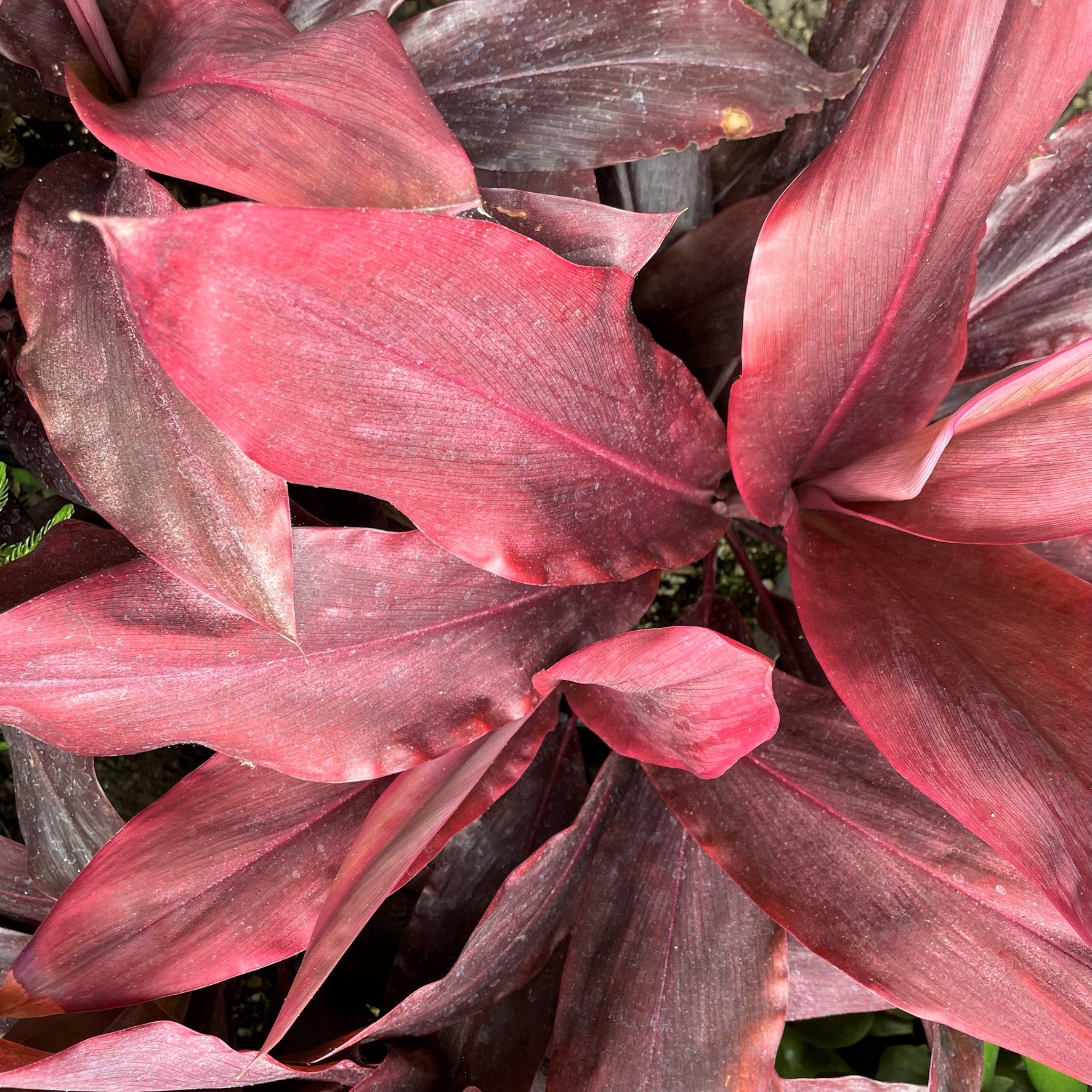 Cordyline fruticosa 'Auntie Lou' - Hawaiian Ti Plant