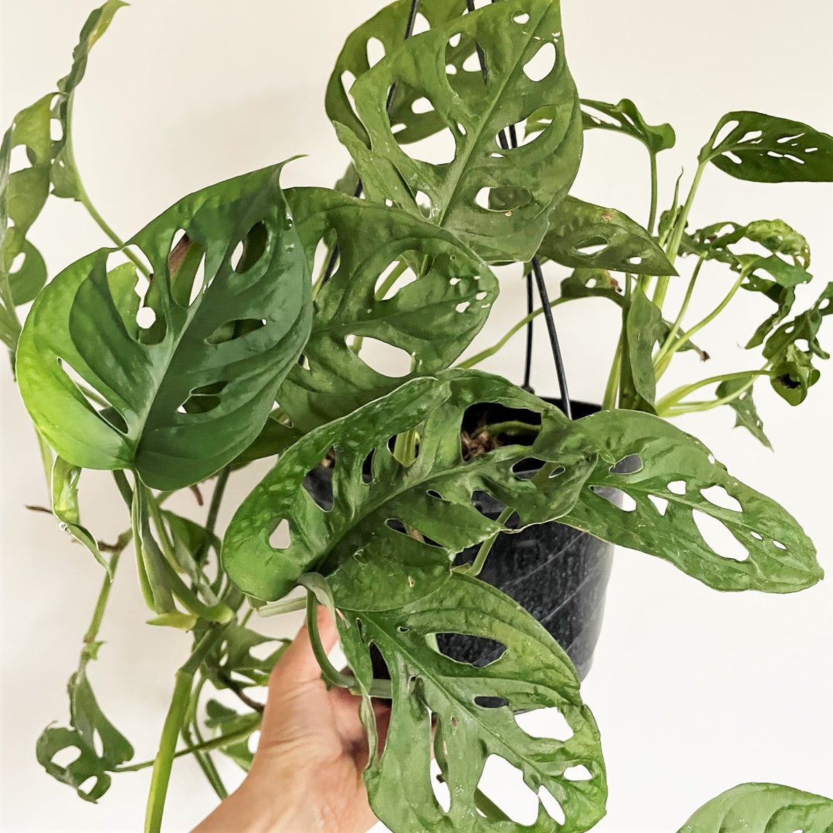 Monstera adansonnii 'Swiss Cheese Plant' Houseplant