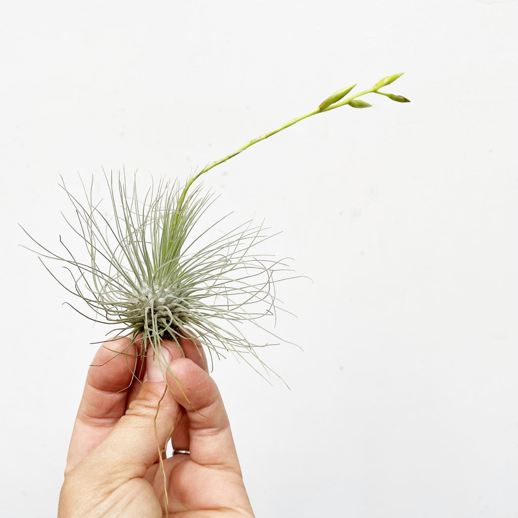 small air plants near me Tillandsia fuchsii gracillis airplant