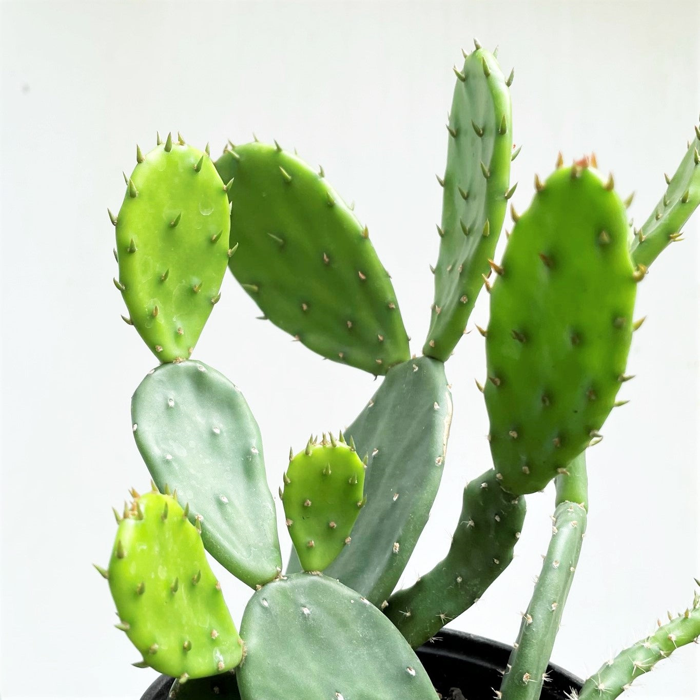 Opuntia cochenillifera - Spineless Prickly Pear Cactus