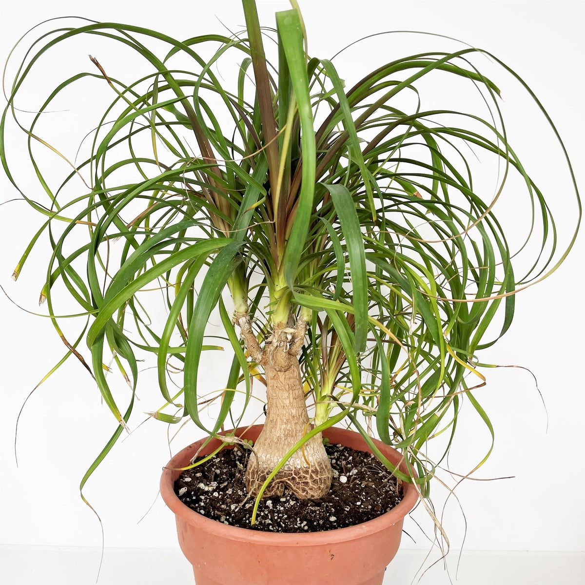 healthy ponytail palm Beaucarnea guatemalensis Guatemala Ponytail Palm Succulent