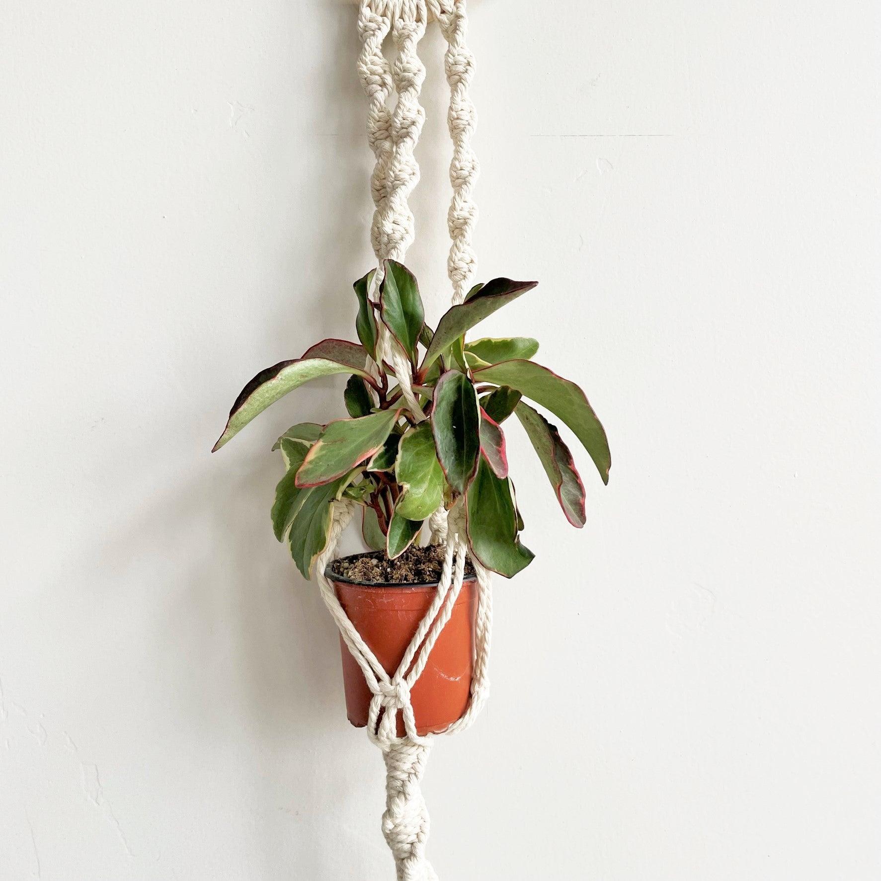 White Classic Twist Long Tail Macramé Plant Hanger