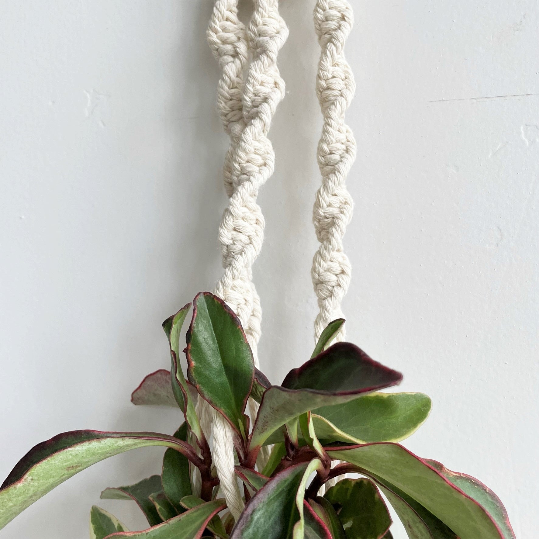 White Classic Twist Long Tail Macramé Plant Hanger