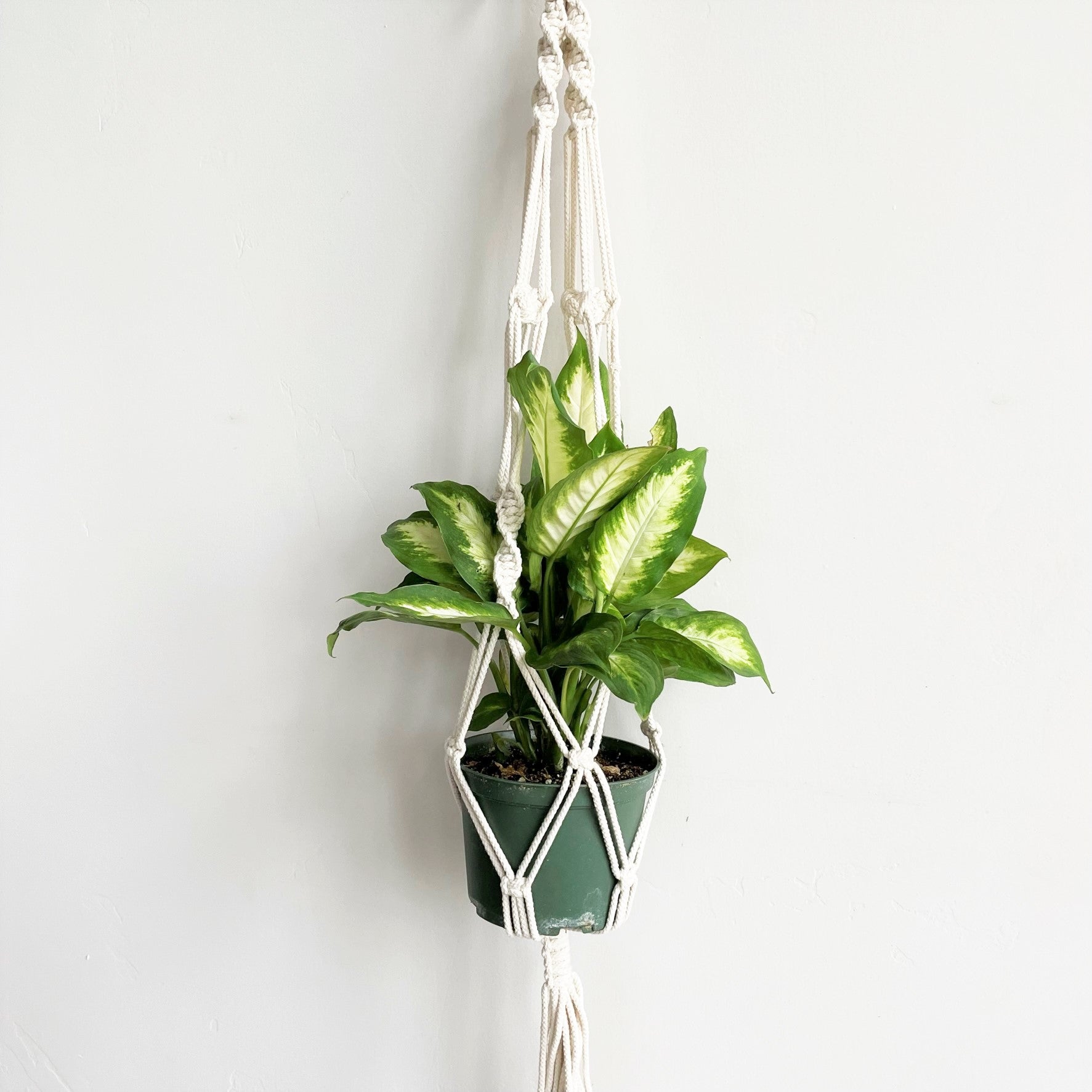 knot plant hanger White Twist-Knot-Twist Macramé Plant Hanger