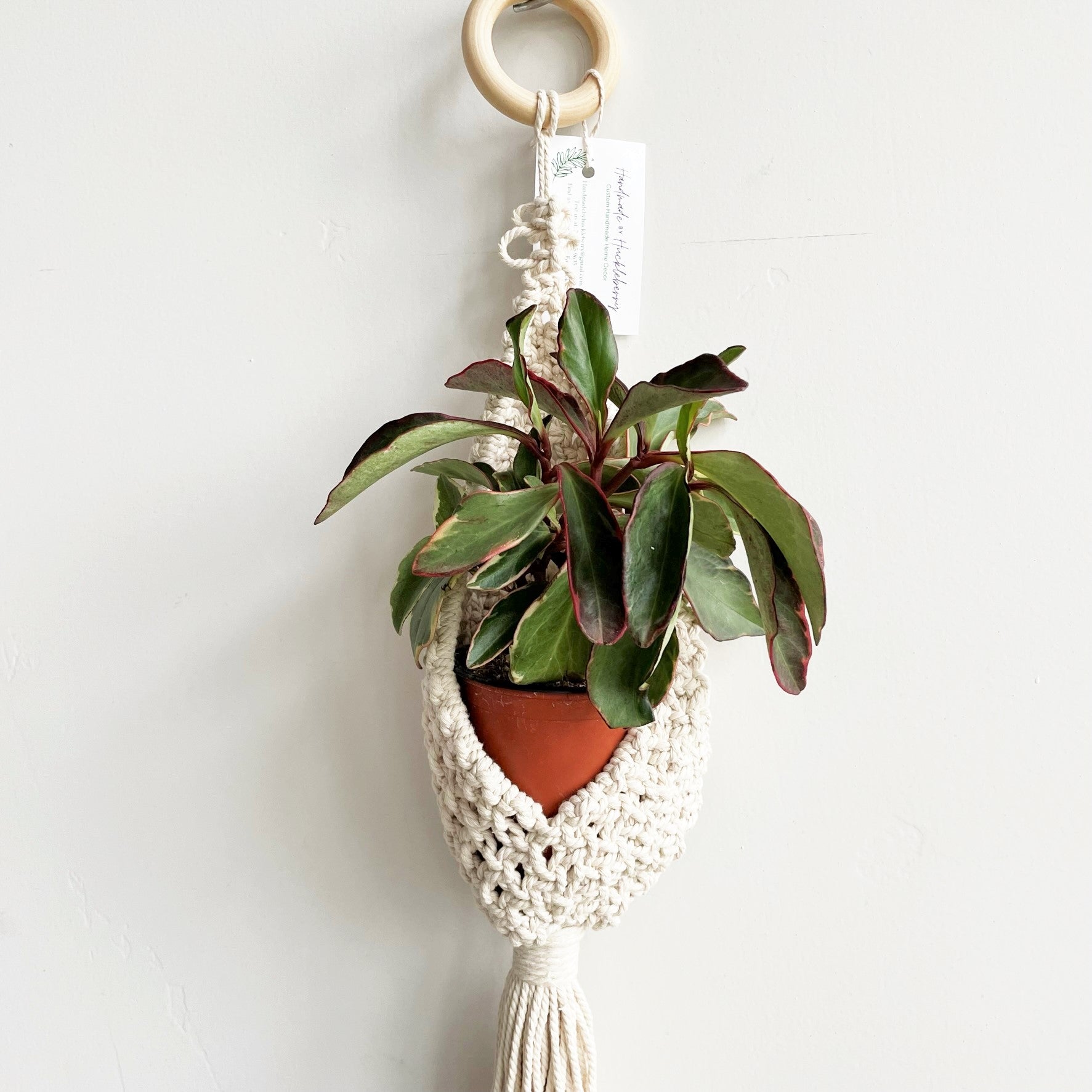 house plants for hanging pots White Single Pocket Macramé Plant Hanger