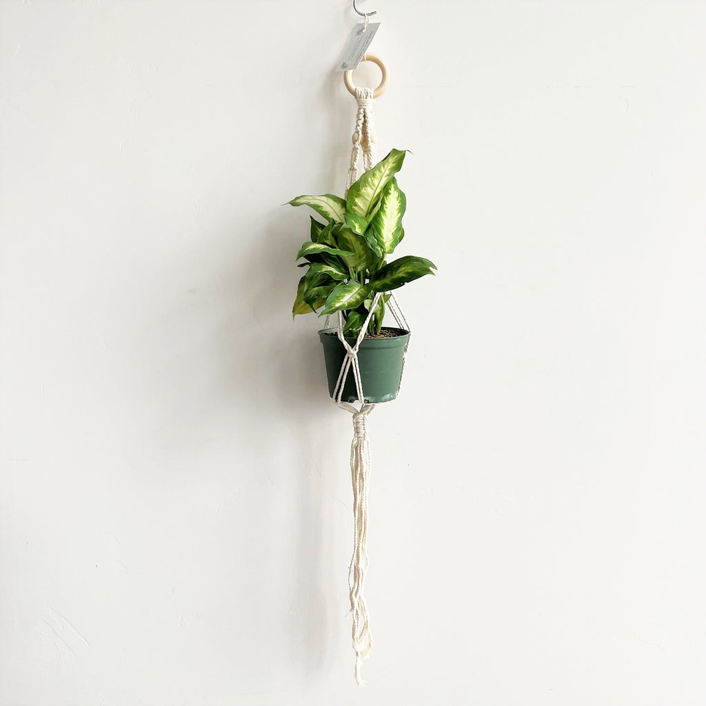 pothos in macrame hanger White Macramé Plant Hanger with Natural Wood Beads