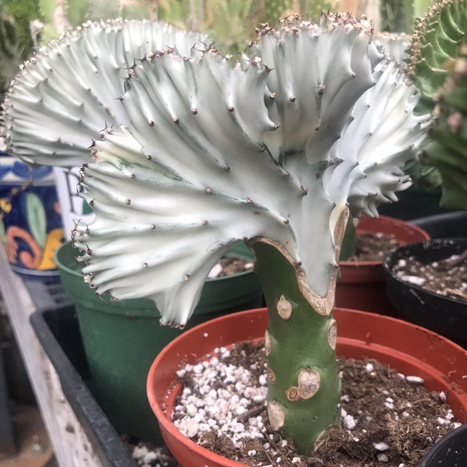 Euphorbia lactea - Crest-Grafted Cactus