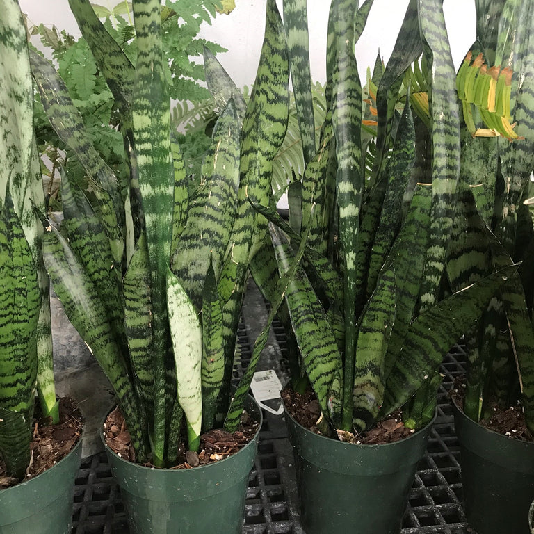 Houseplants Baker City, Oregon Eastern Oregon — The Succulent Hub