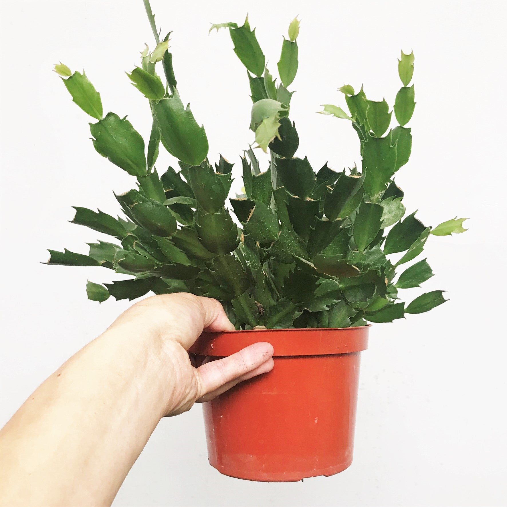 Schlumbergera bridgesii - Christmas Cactus