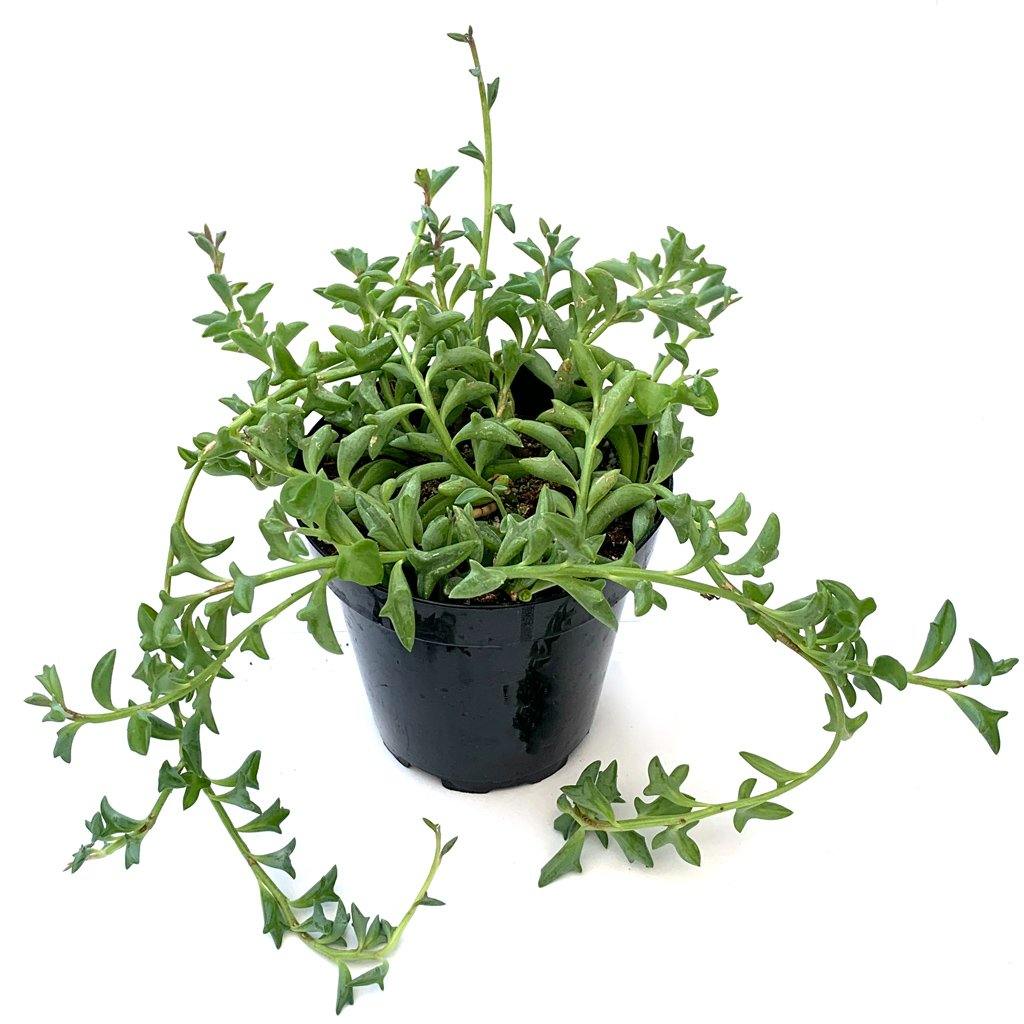 Senecio peregrinus - String of Dolphins