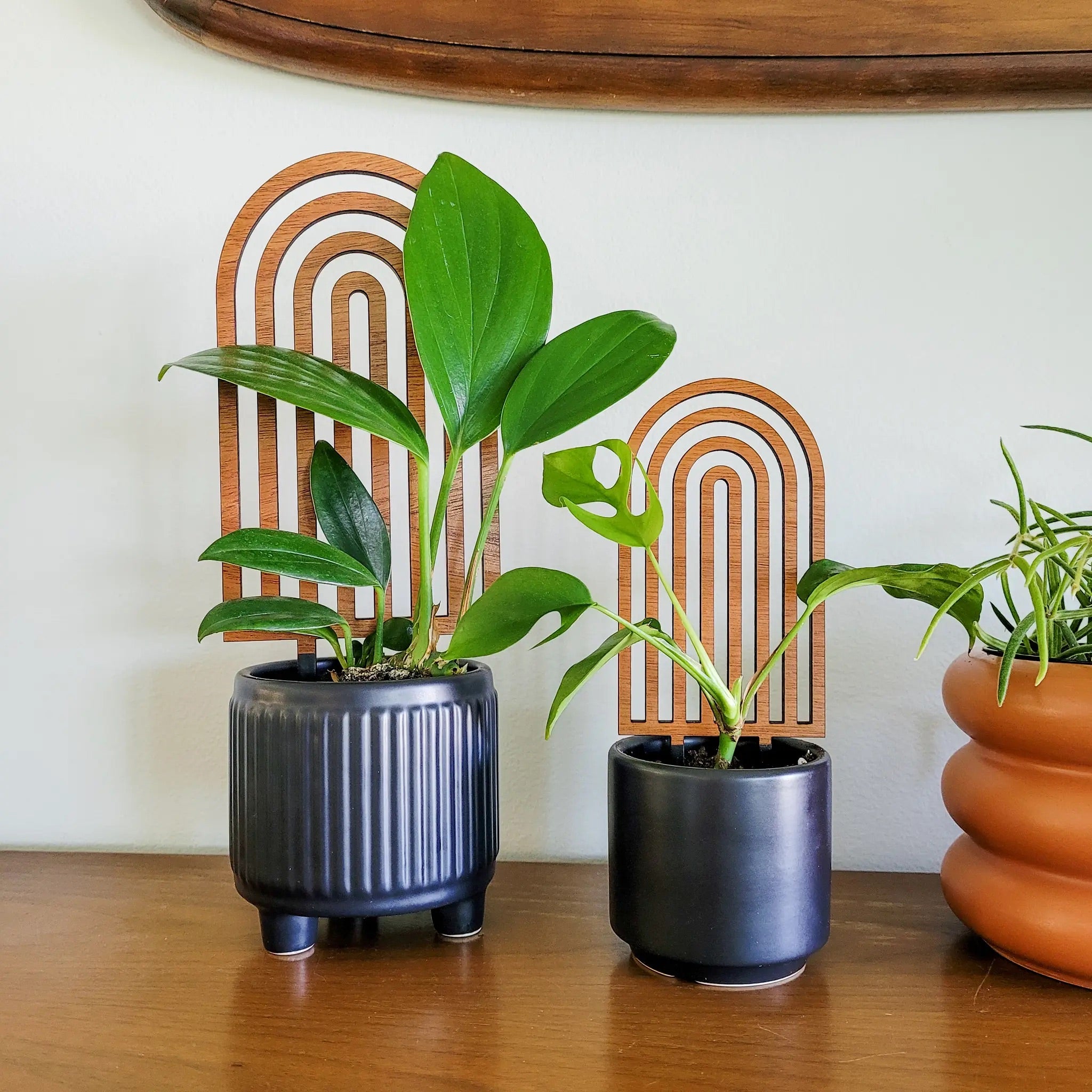 Rainbow Plant Trellis