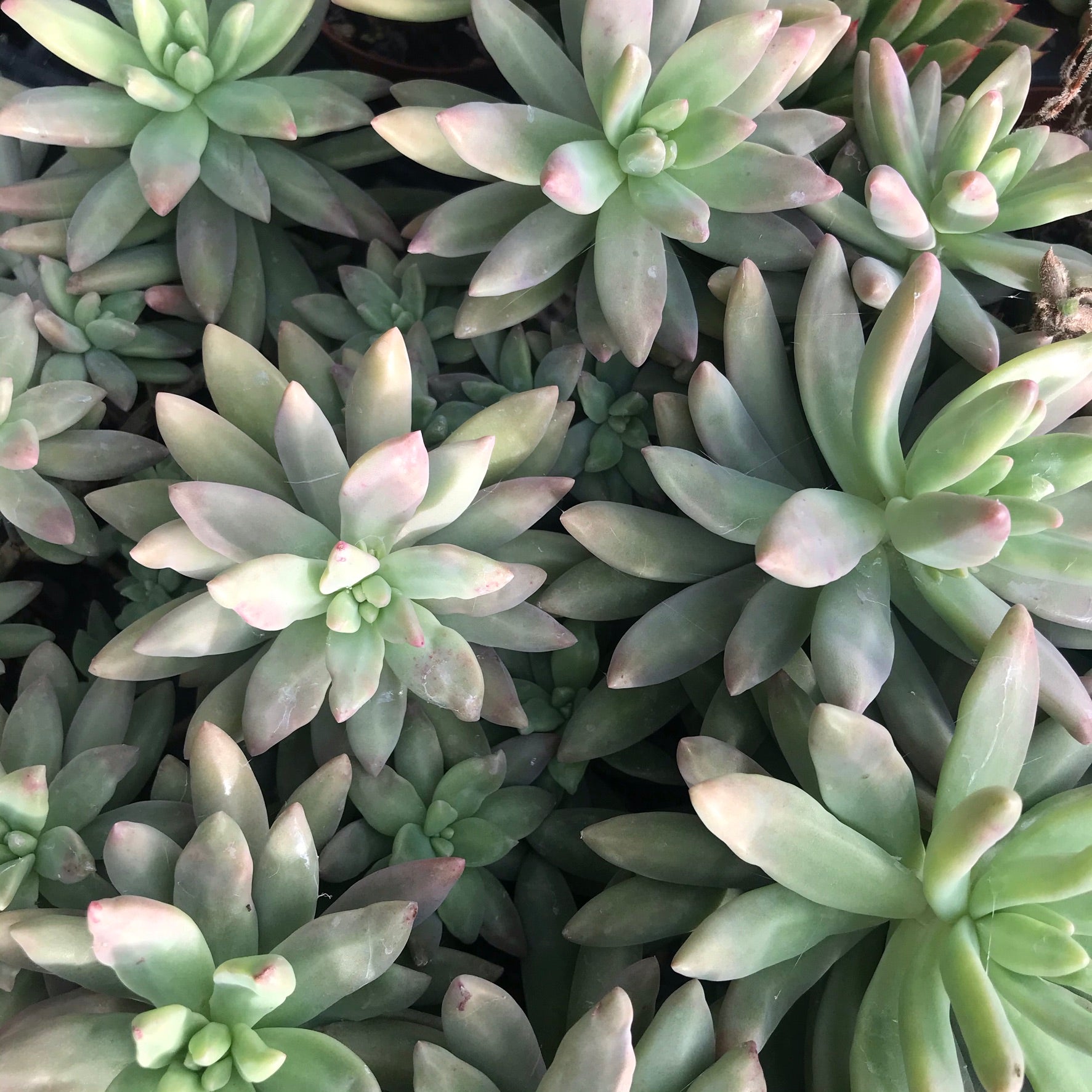 Graptosedum 'Darley Sunshine'