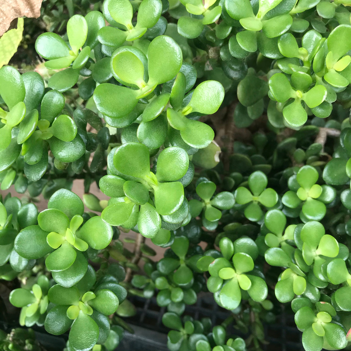 Crassula ovata Crosby's Compact Dwarf Jade Succulent