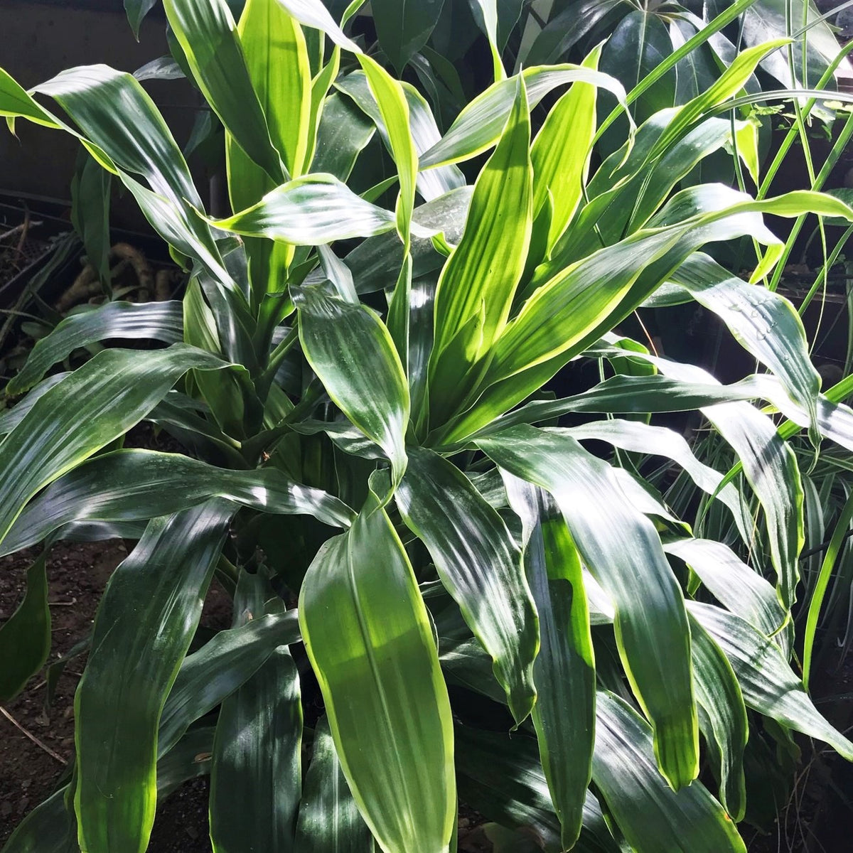 Dracaena fragrans dorado houseplant