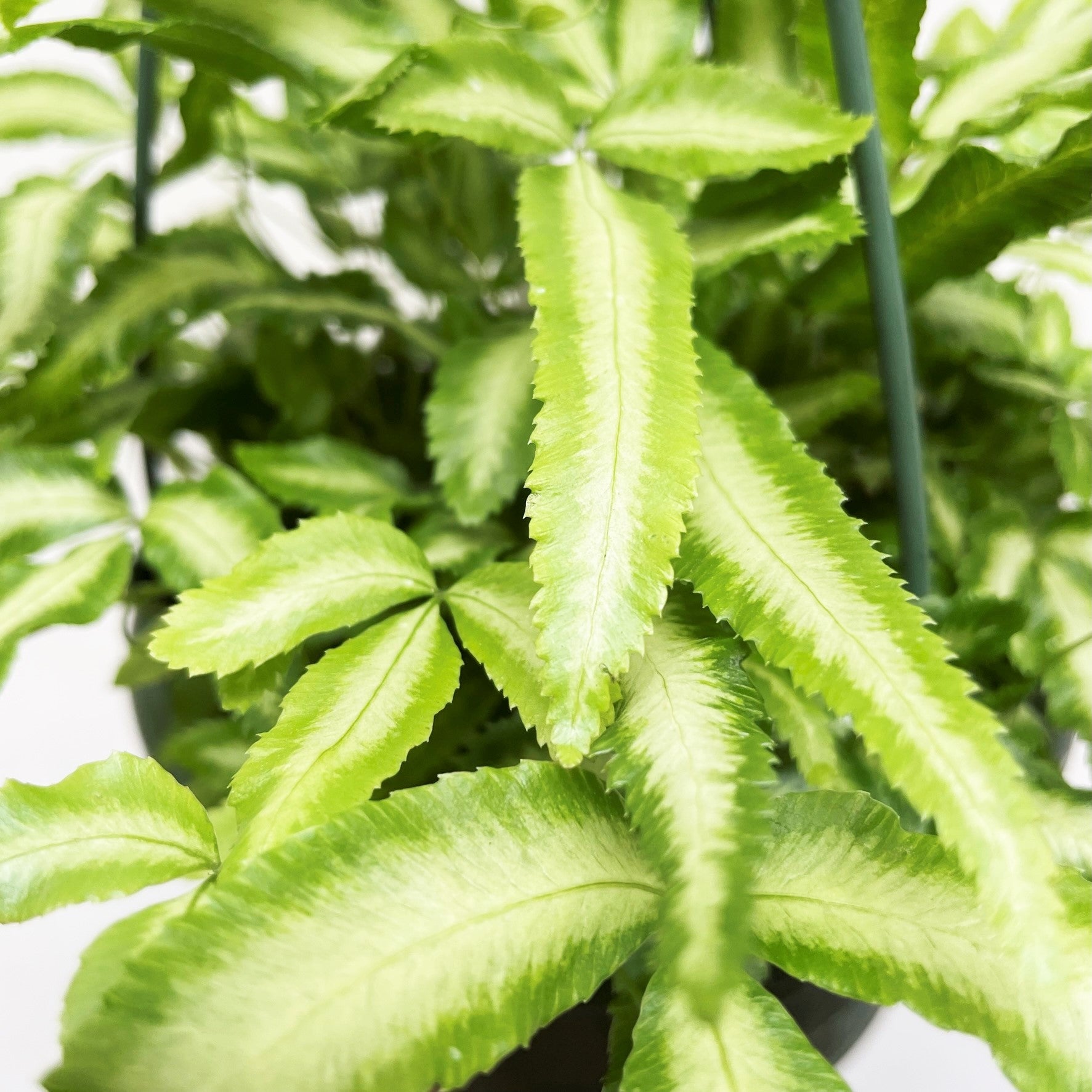 Pteris cretica 'Albolineata' - Variegated Cretan Brake Fern